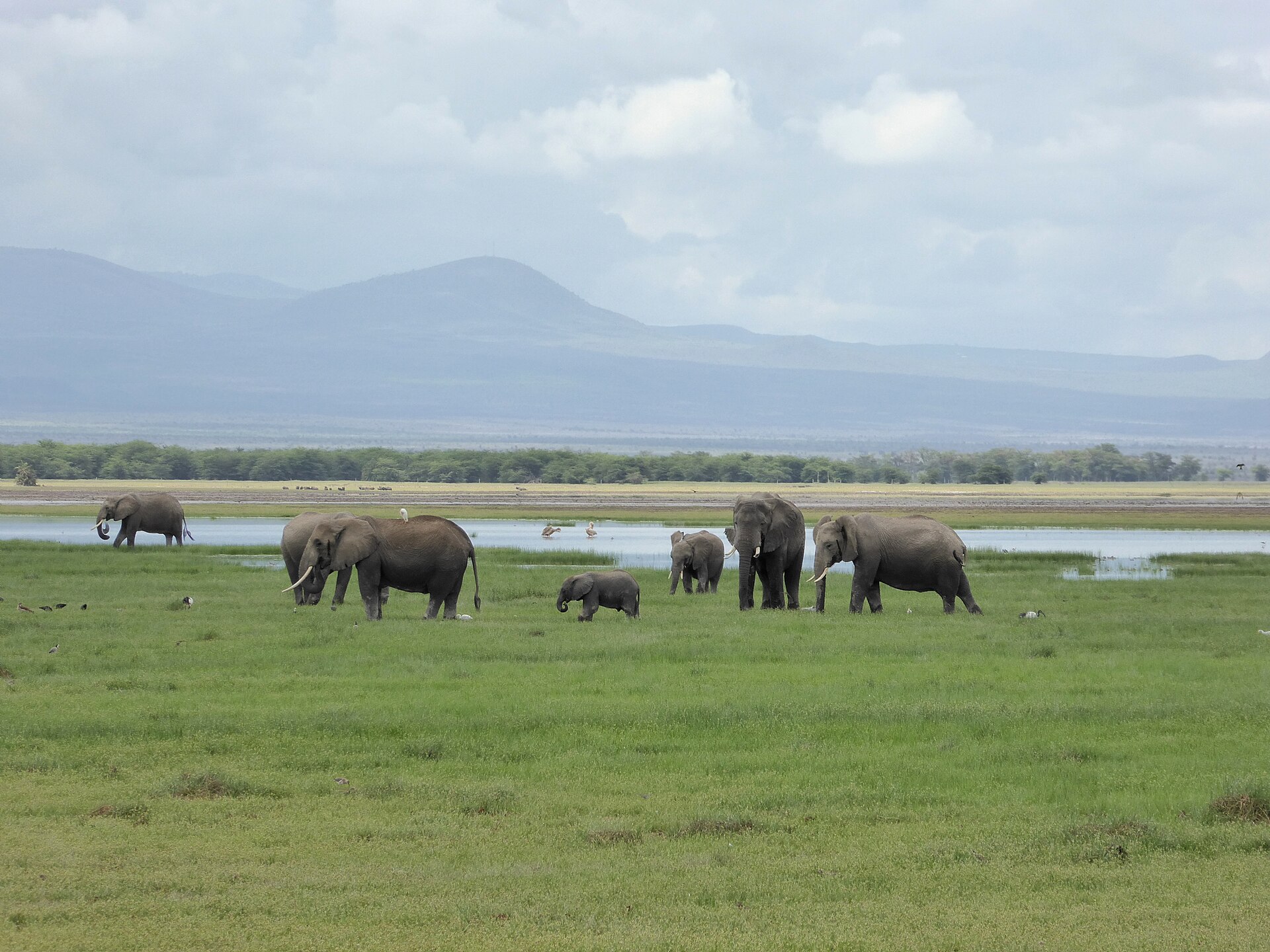 Family of African elephants together in Amboseli National Park