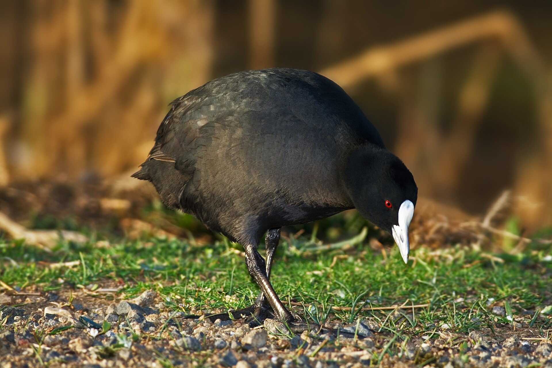 Wintering waterbirds increased in Italy’s Caorle Lagoon, but the community changed