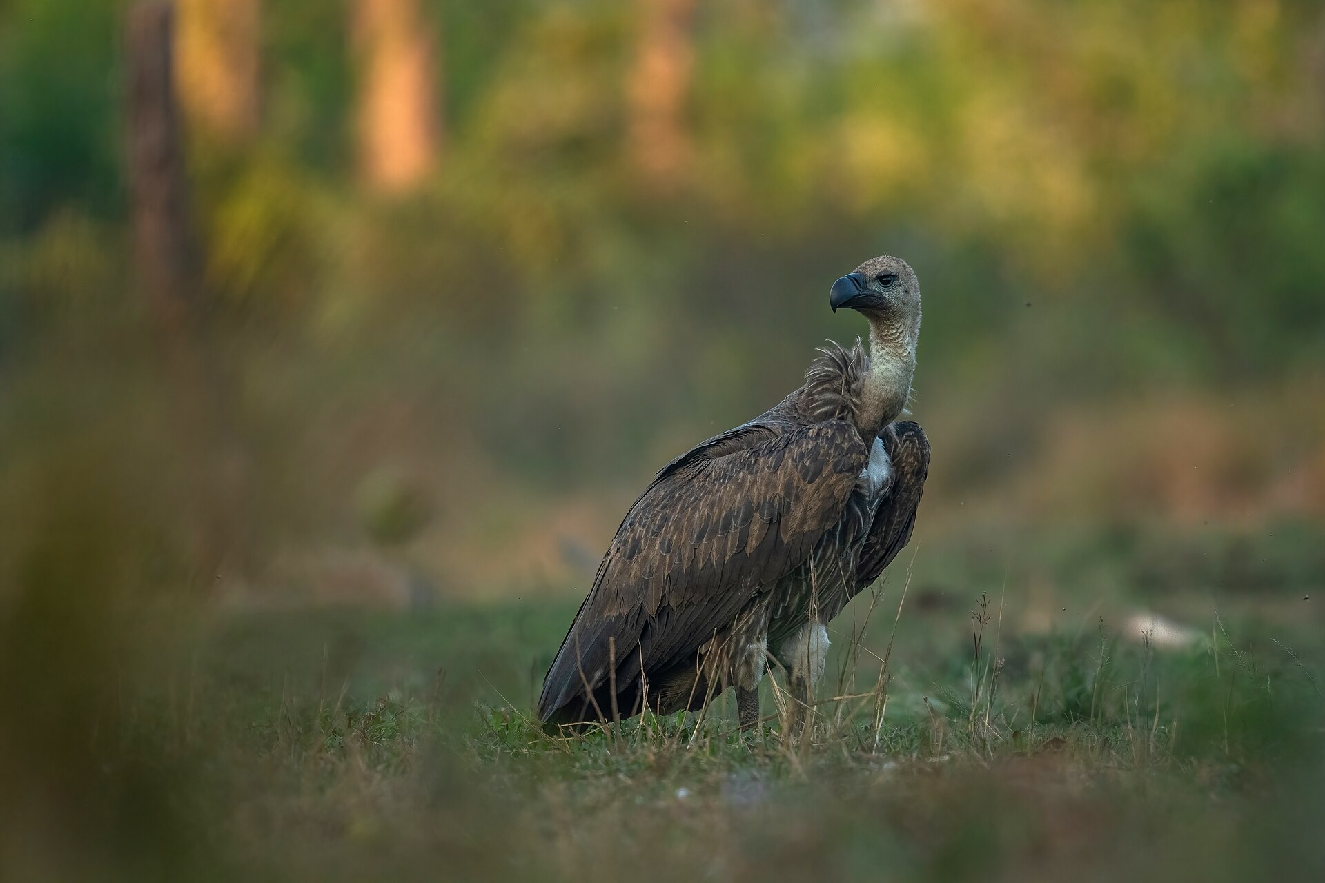 The Himalayan griffon’s pelvis, fused spine and tail