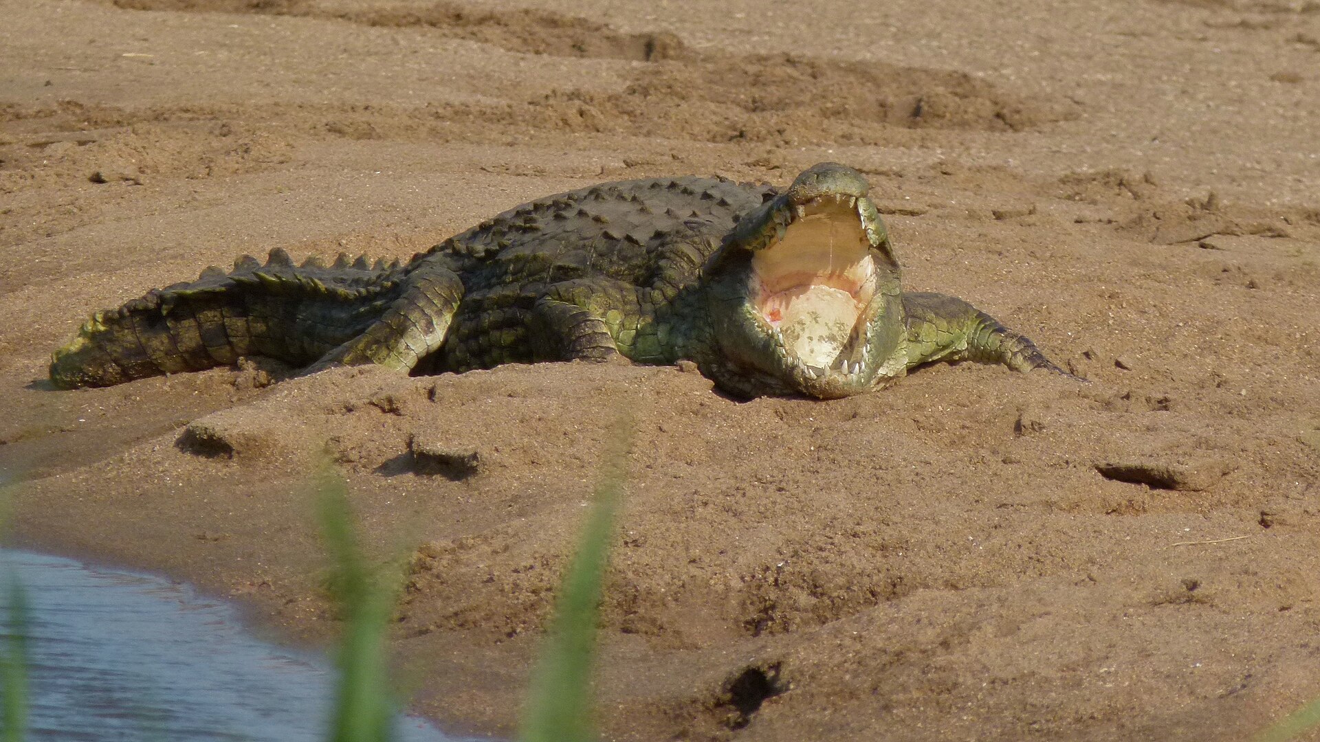 Traditional water knowledge can help protect Nile crocodiles—and put them at risk