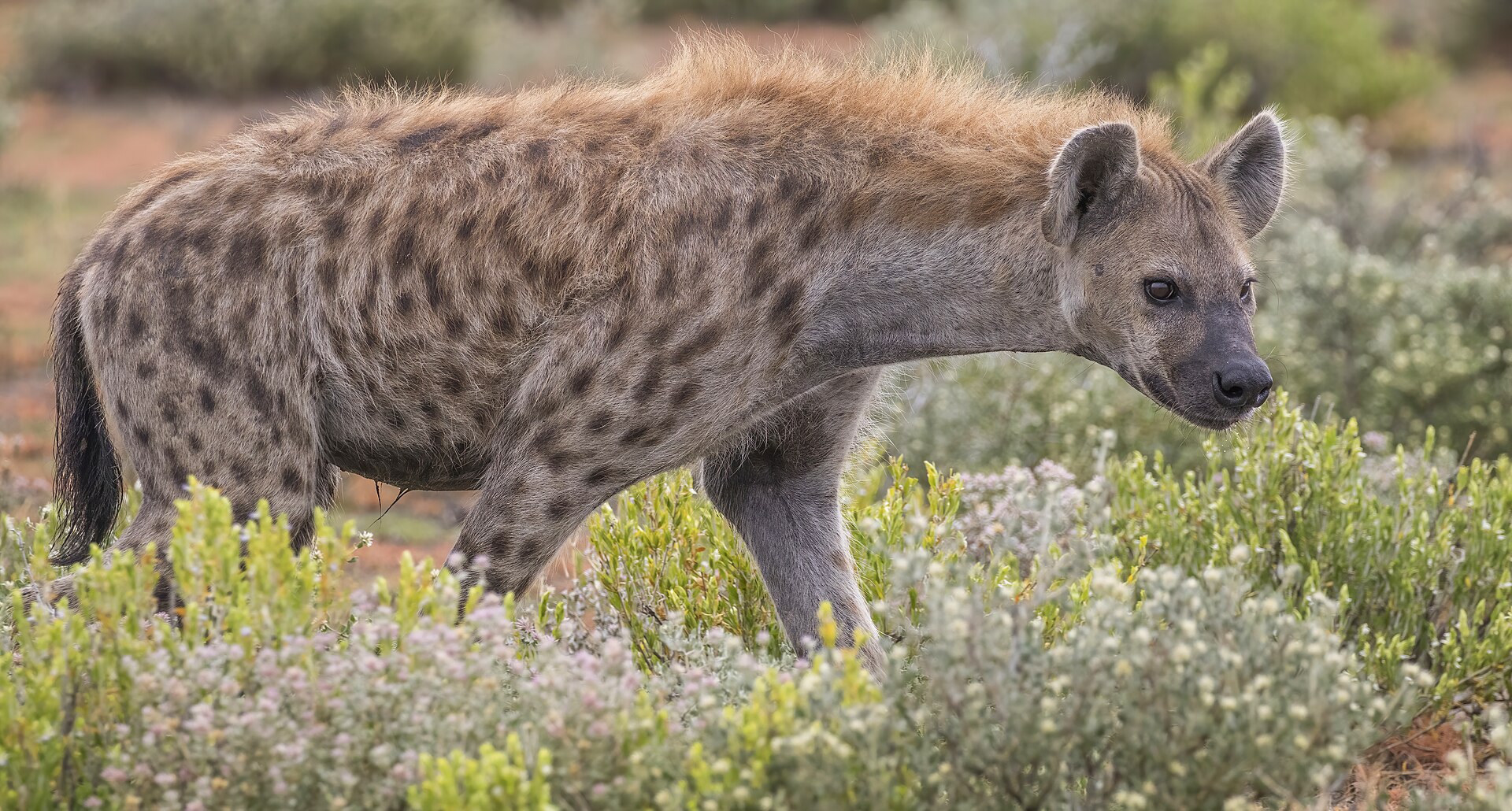 Reintroduced spotted hyenas favored dense bush and prey-rich scrubland