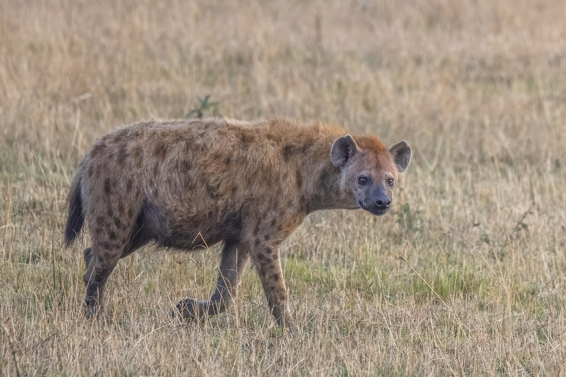 Social ties may shape how genes affect spotted hyena reproductive success