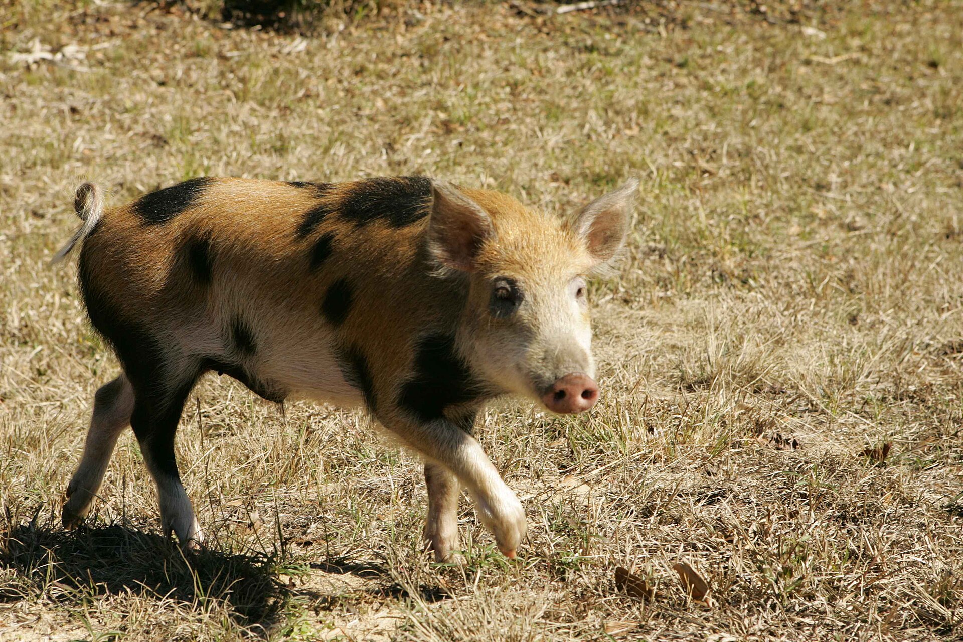 Could wild boar help keep a tick-borne bacterium circulating in Sweden?