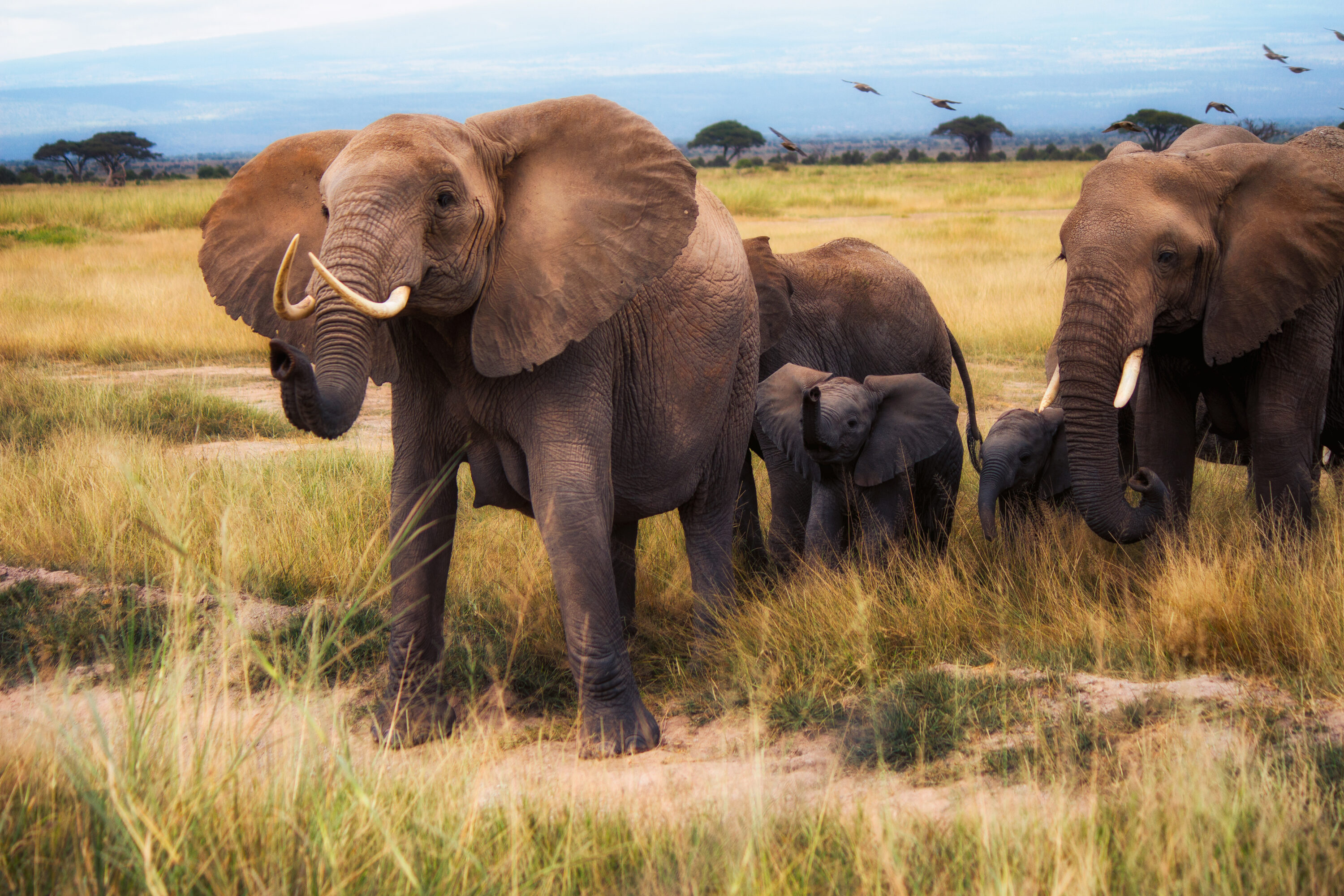 African bush elephants in Amboseli National Park