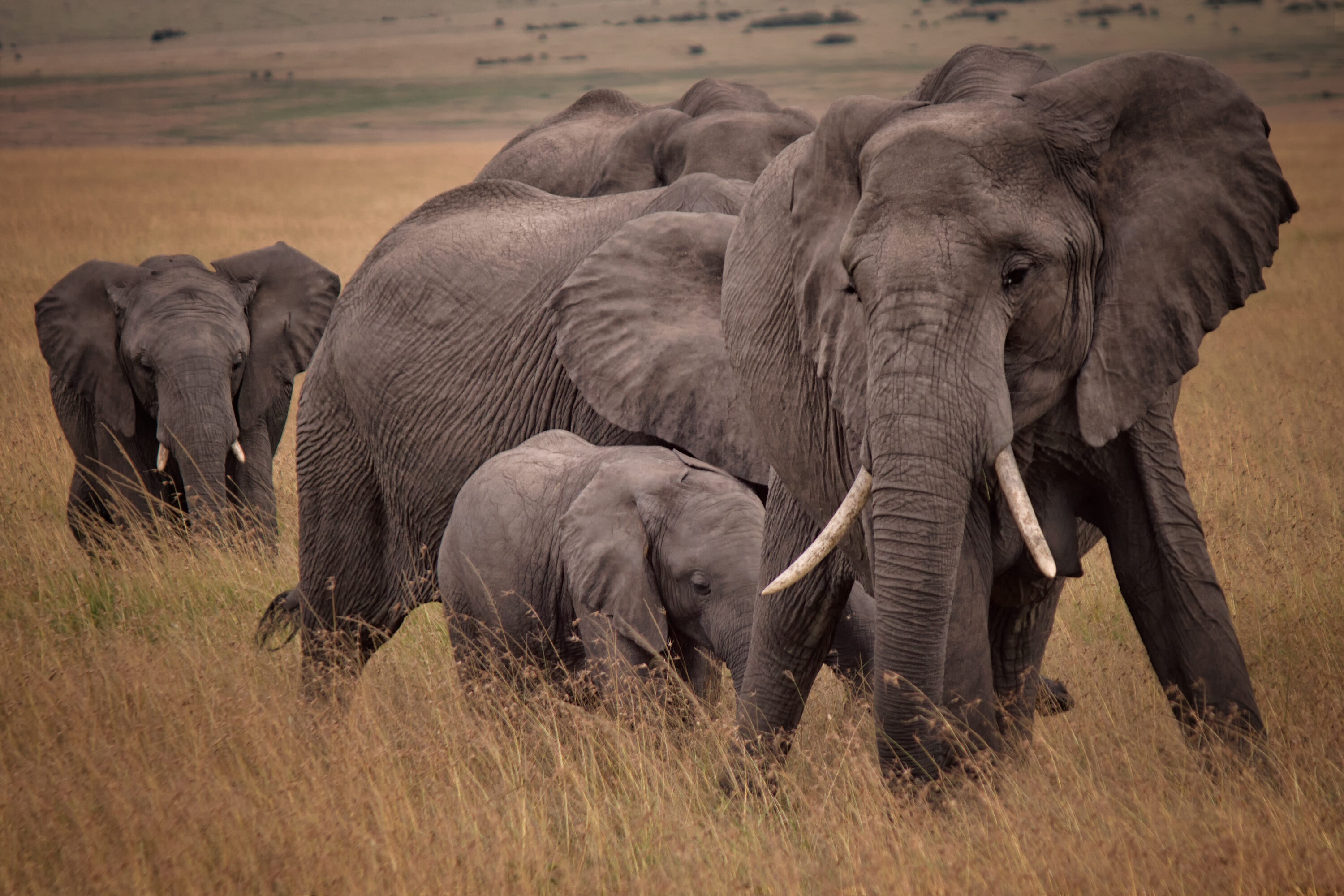 Herd of African bush elephants including a young calf in the Maasai Mara savanna