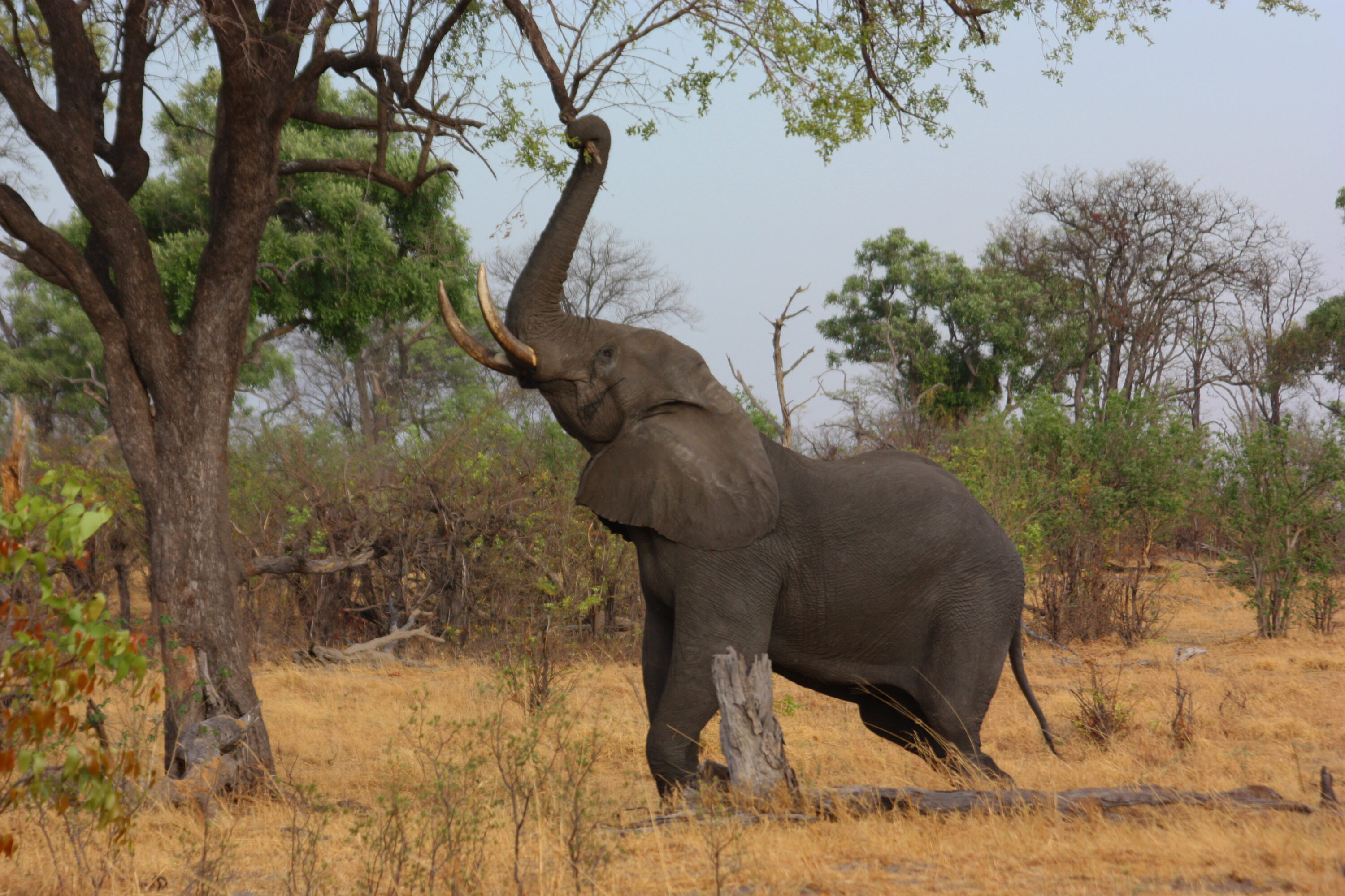 Male African bush elephant reaching up to feed on a tree branch