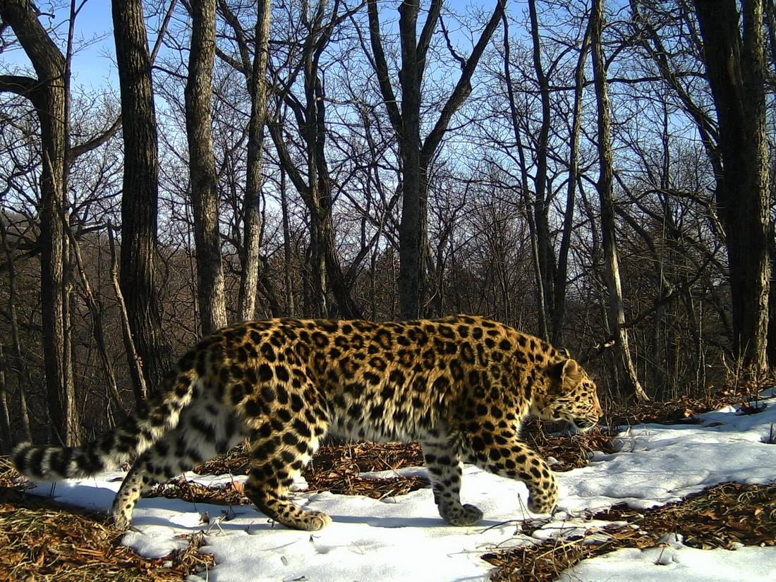 Wild Amur leopard caught on camera trap in woodland