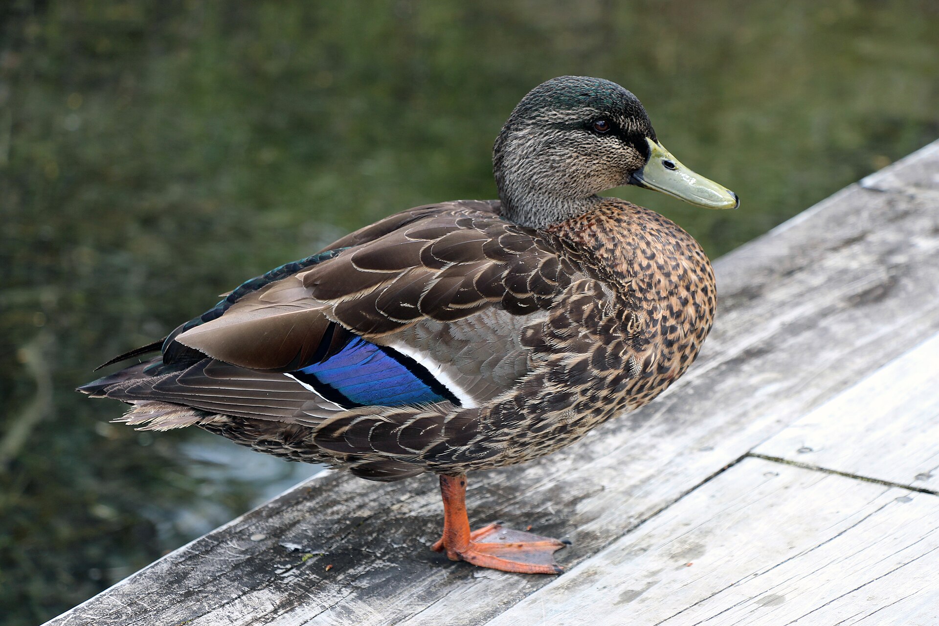Male Mallard at Lake Rotoroa, South Island, New Zealand