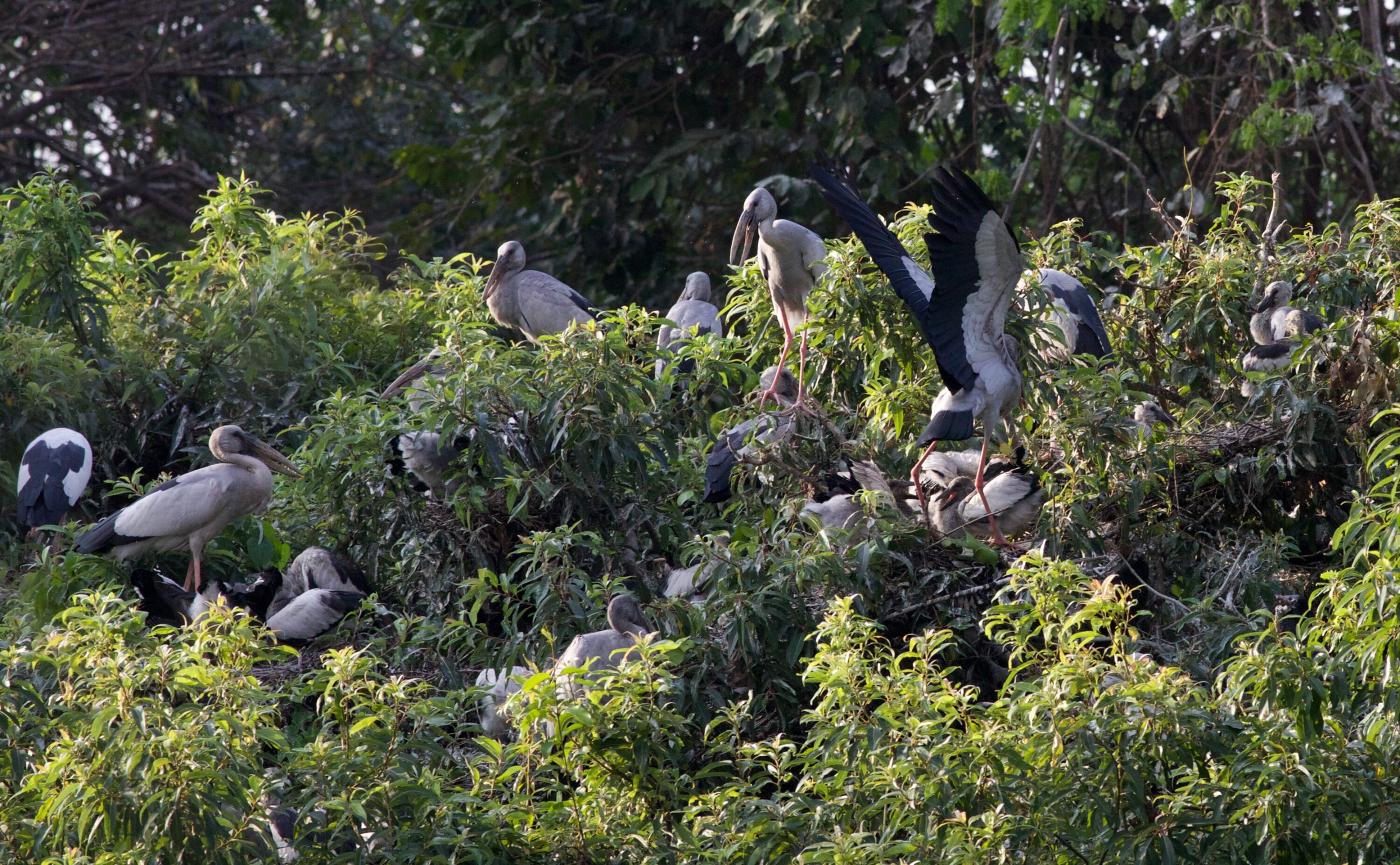 Wild Asian openbill storks with young on nests in a tree colony in India