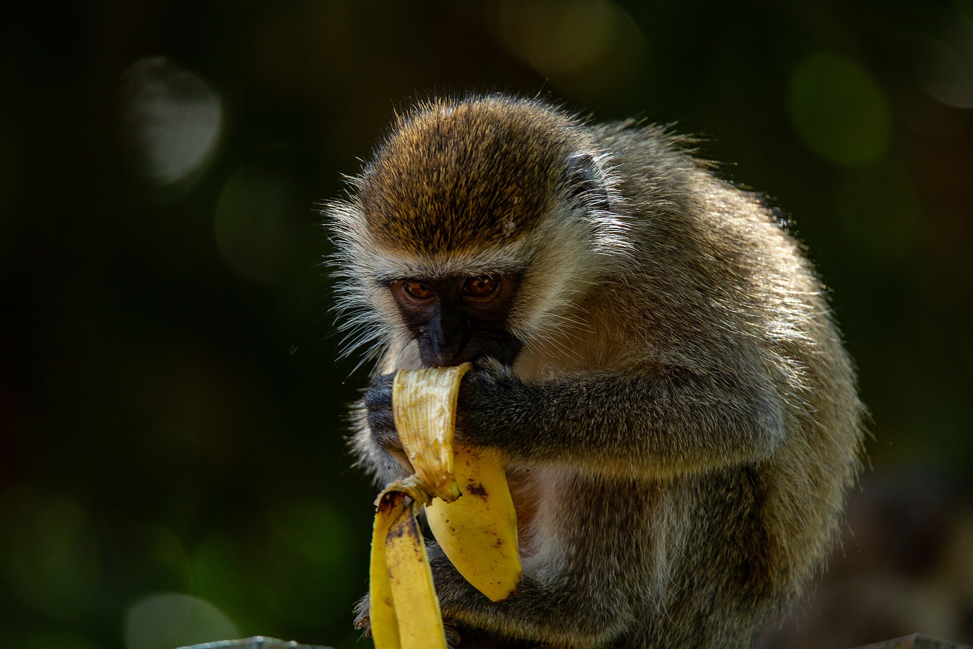 Young wild vervet monkey eating a banana in a protected area in Uganda