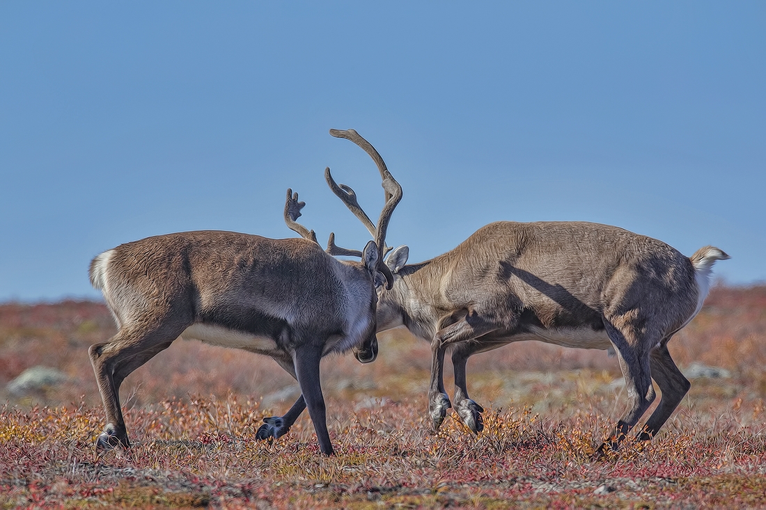 Barren-ground caribou in Nunavut landscape