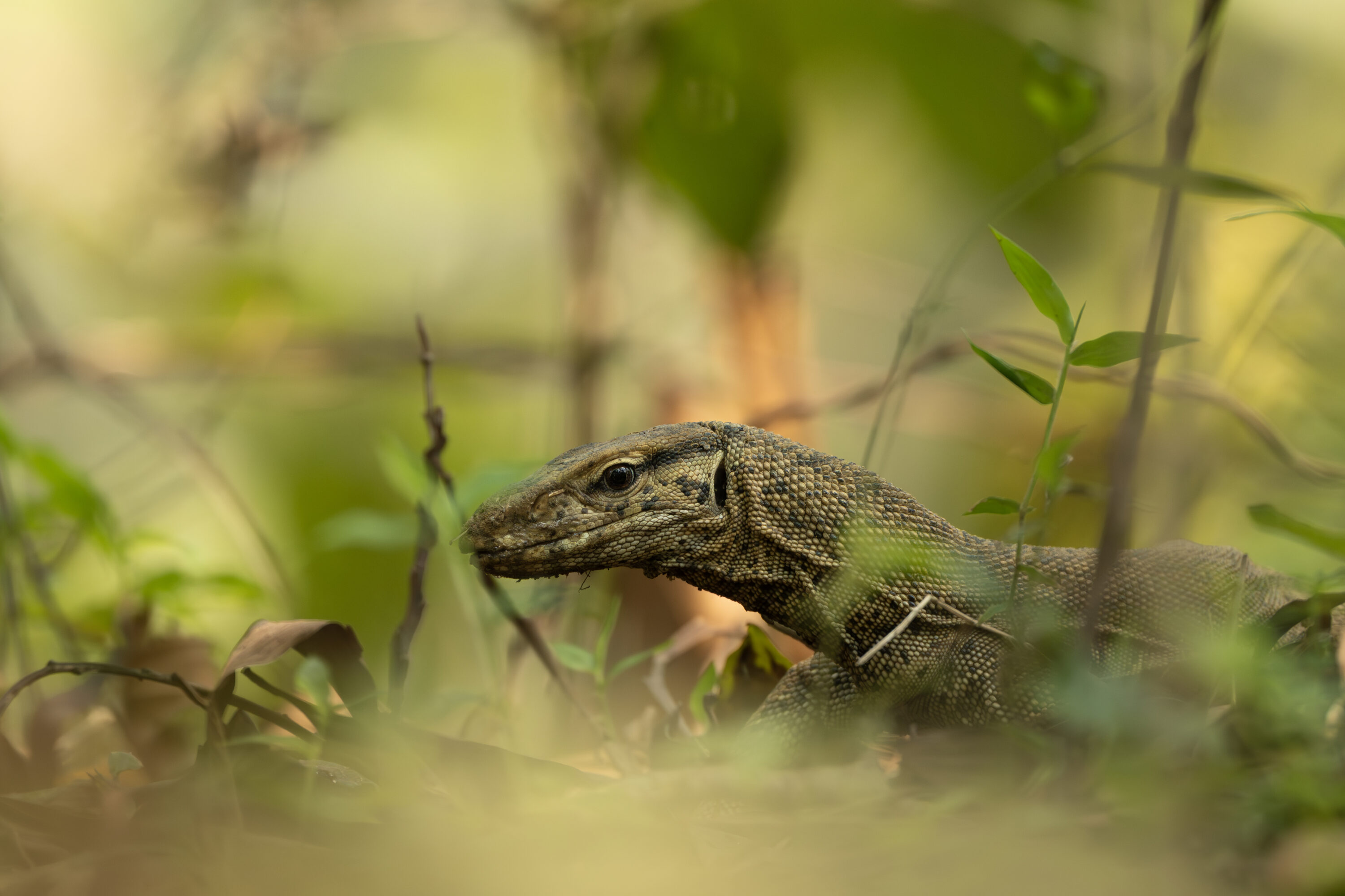 Wild Bengal monitor lizard clearly visible in natural forest habitat