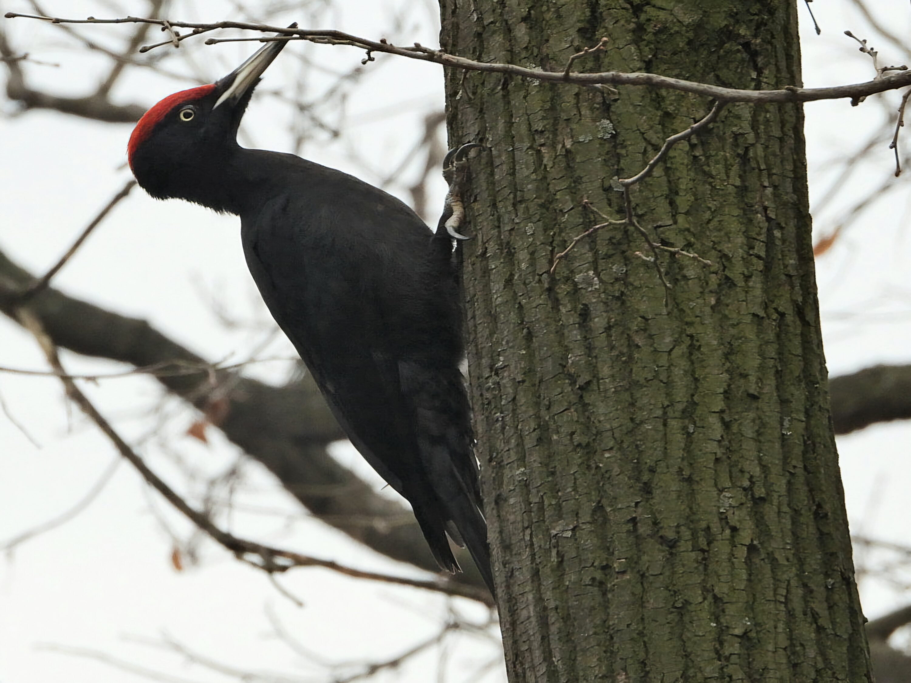 Black woodpecker perched on a tree trunk, with red crown visible