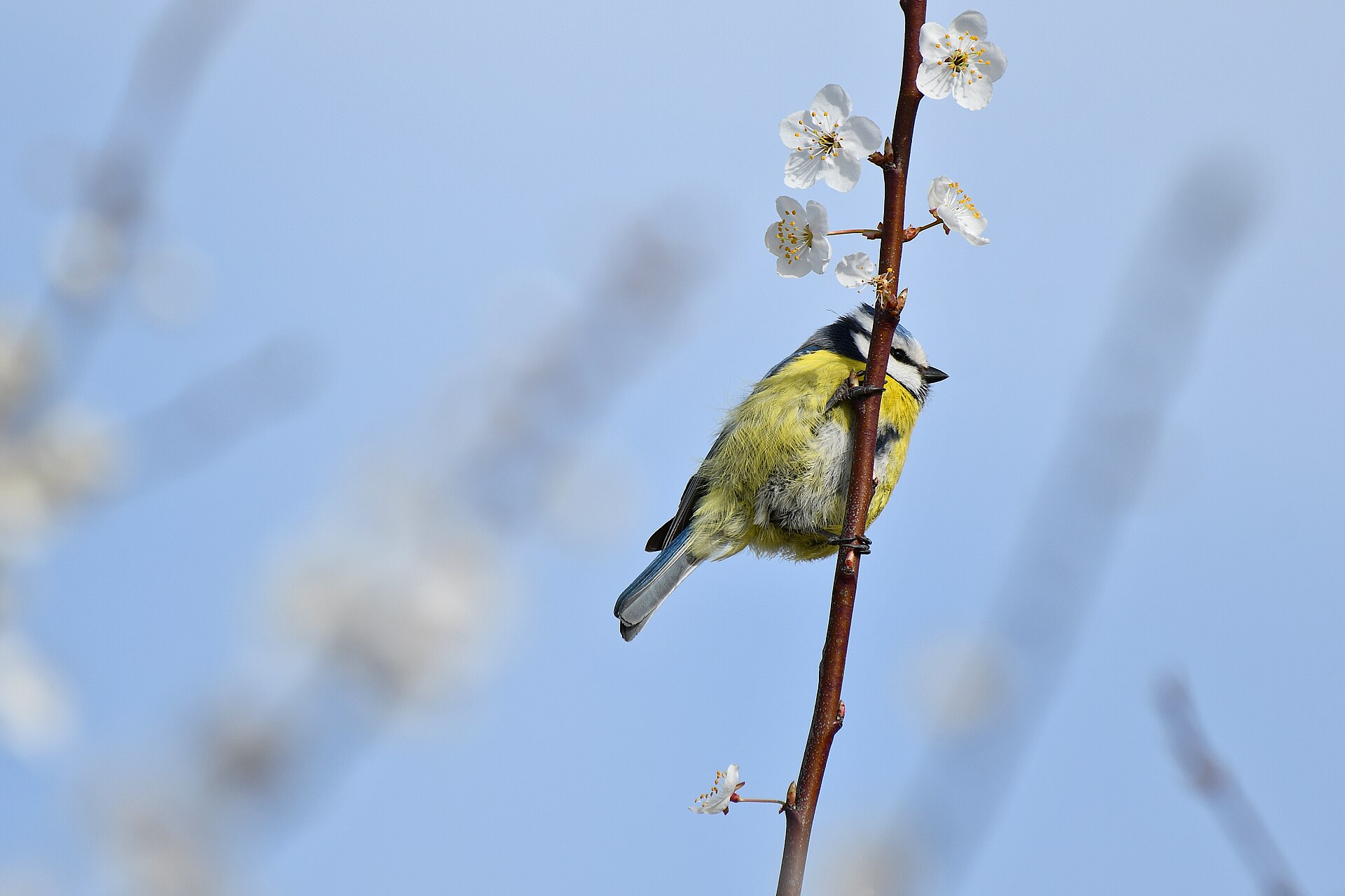 Wild Eurasian blue tit in spring plumage