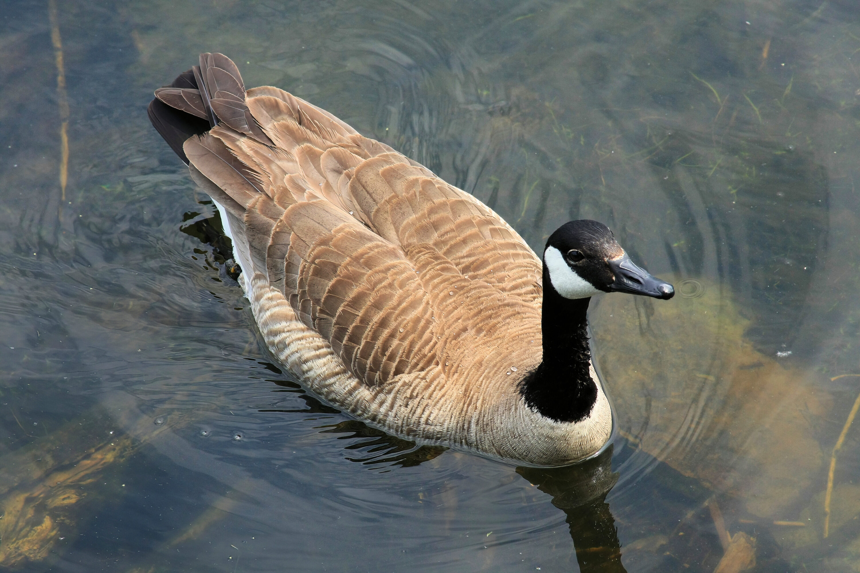 Canada Goose in its habitat
