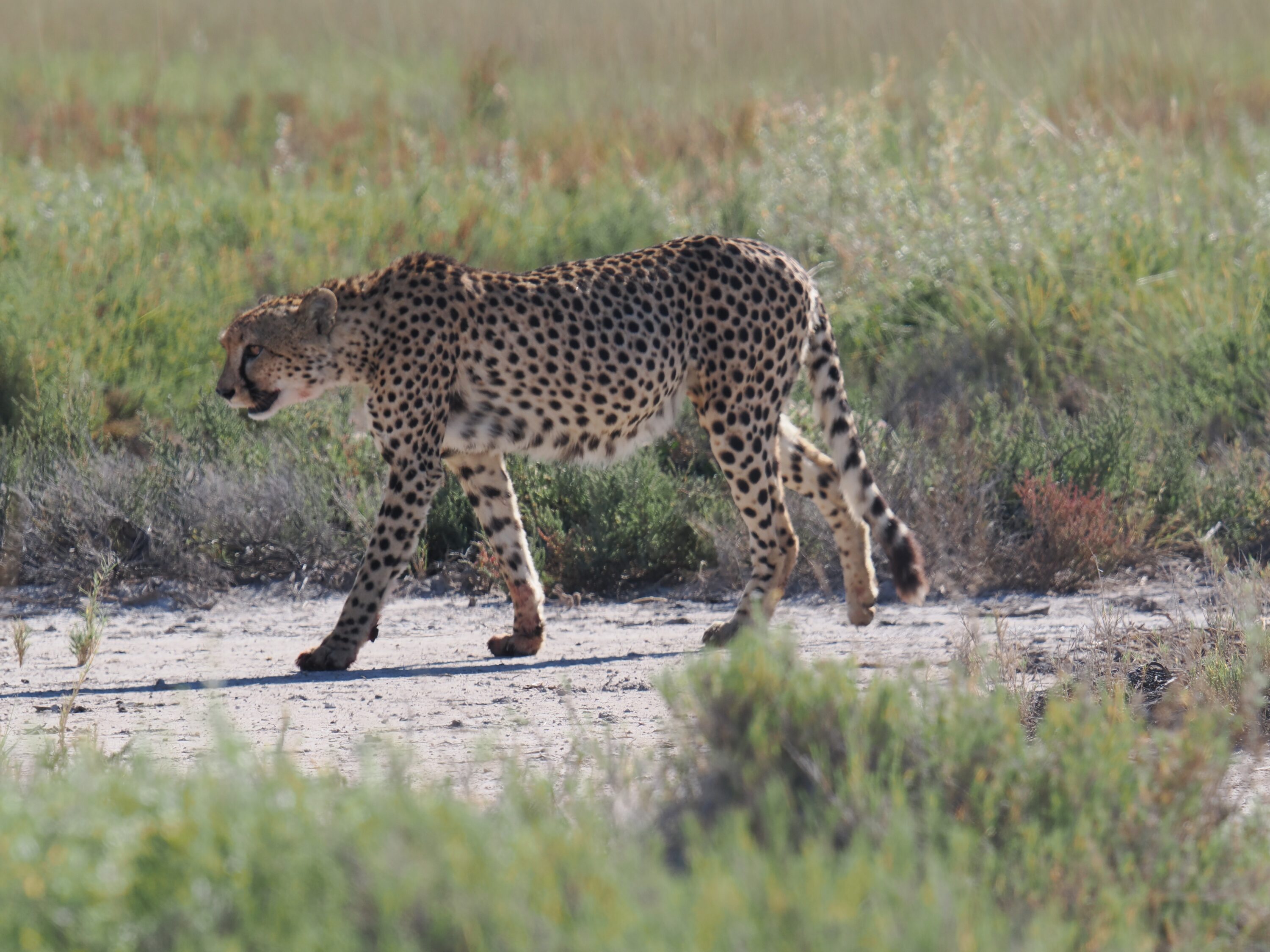 Wild cheetah walking through grassy habitat in Etosha National Park, Namibia