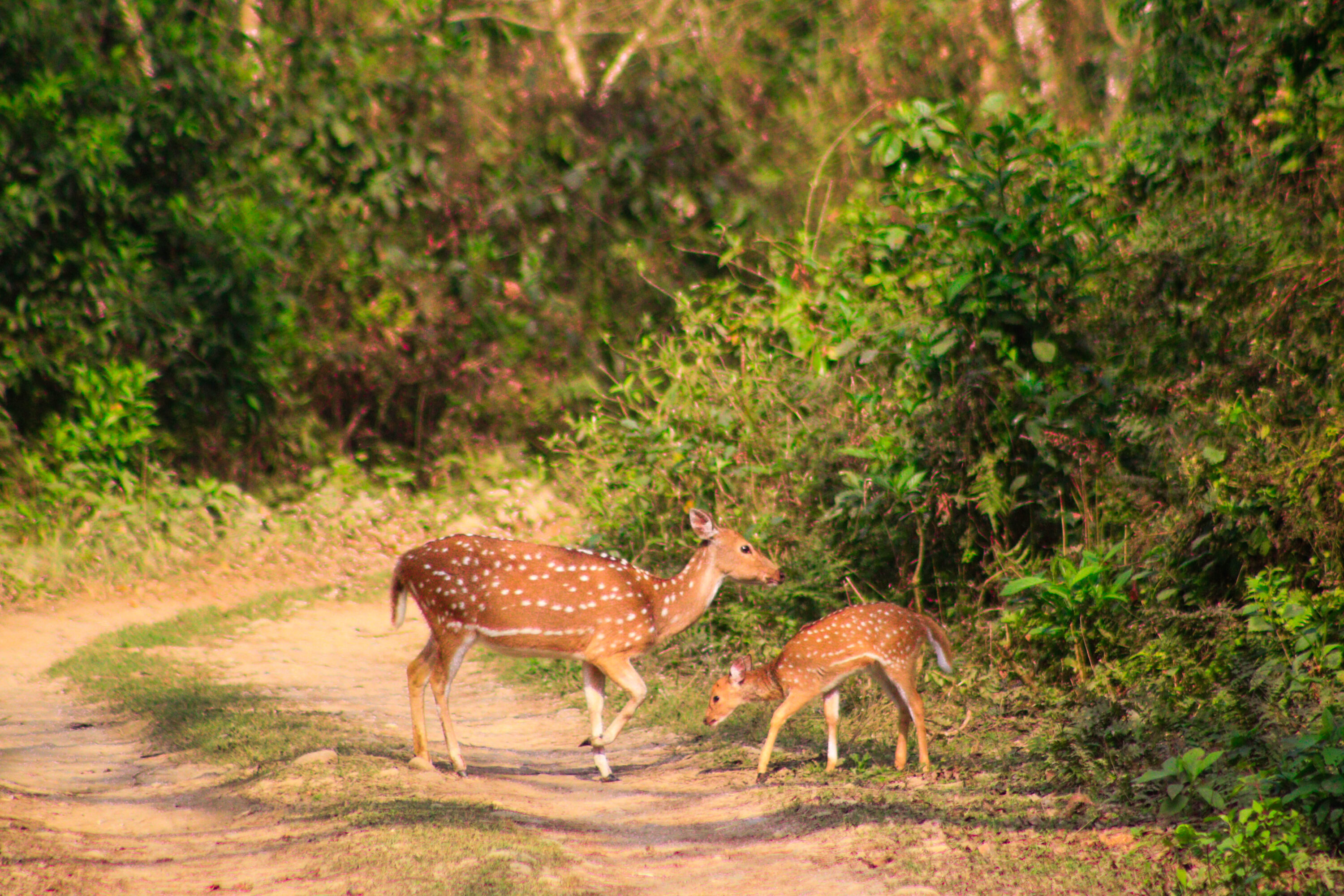 Chital in Chitwan National Park Nepal