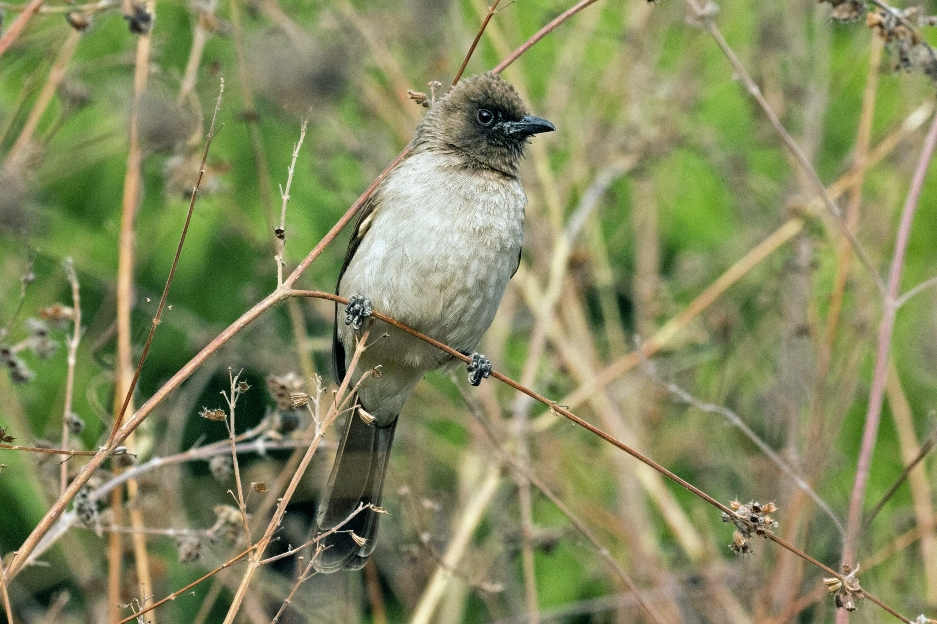 Common bulbul perched on a branch in natural vegetation