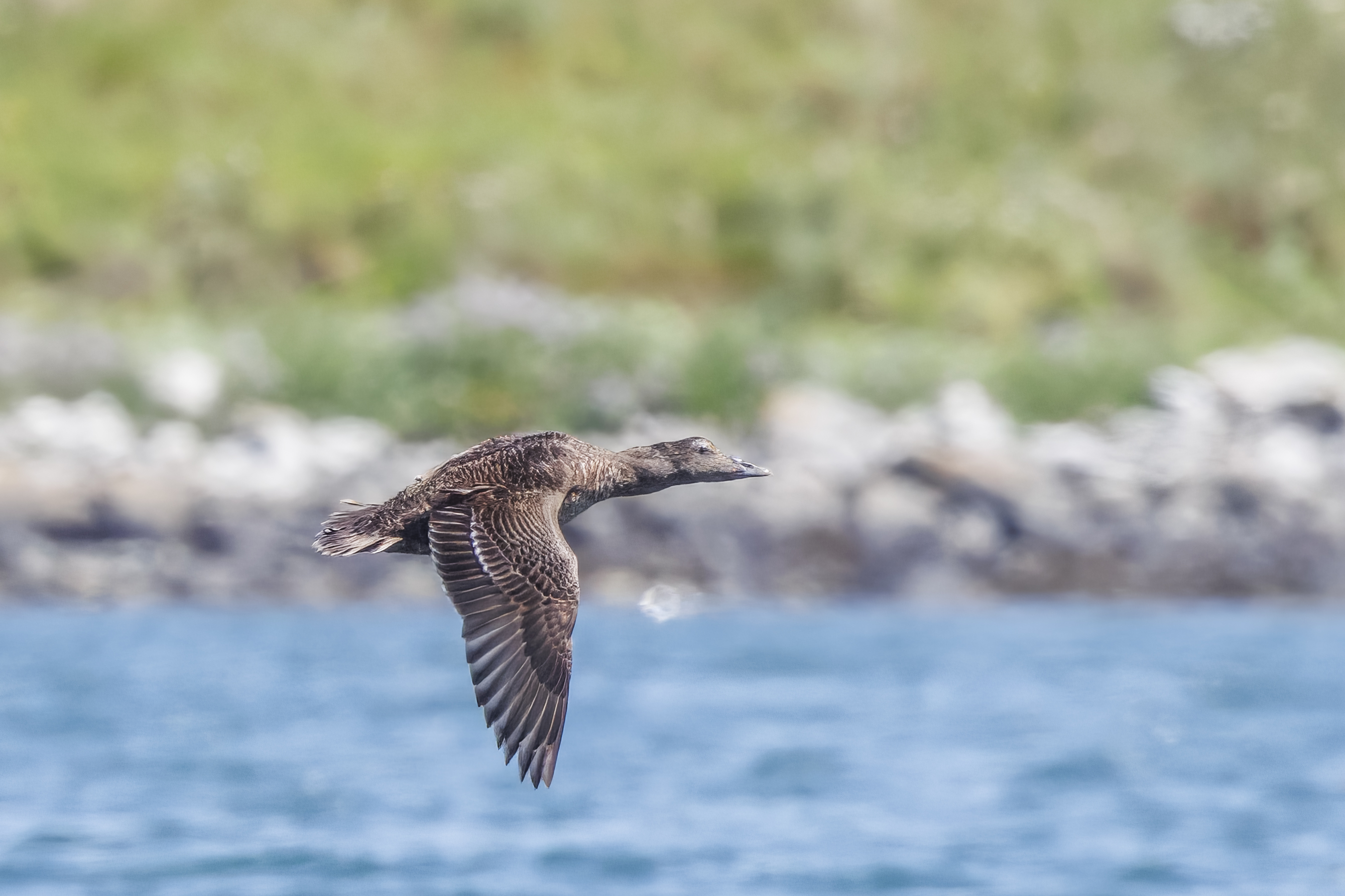 A tapeworm’s life cycle links Arctic sea ducks and barnacles