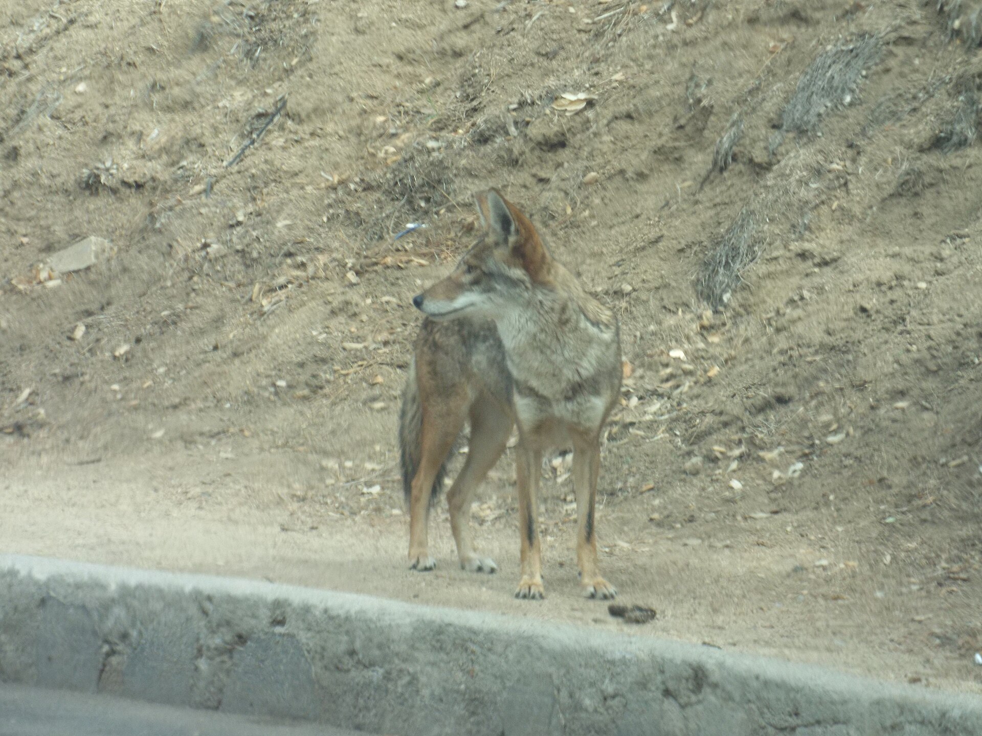 Coyote in Griffith Park in Los Angeles, California