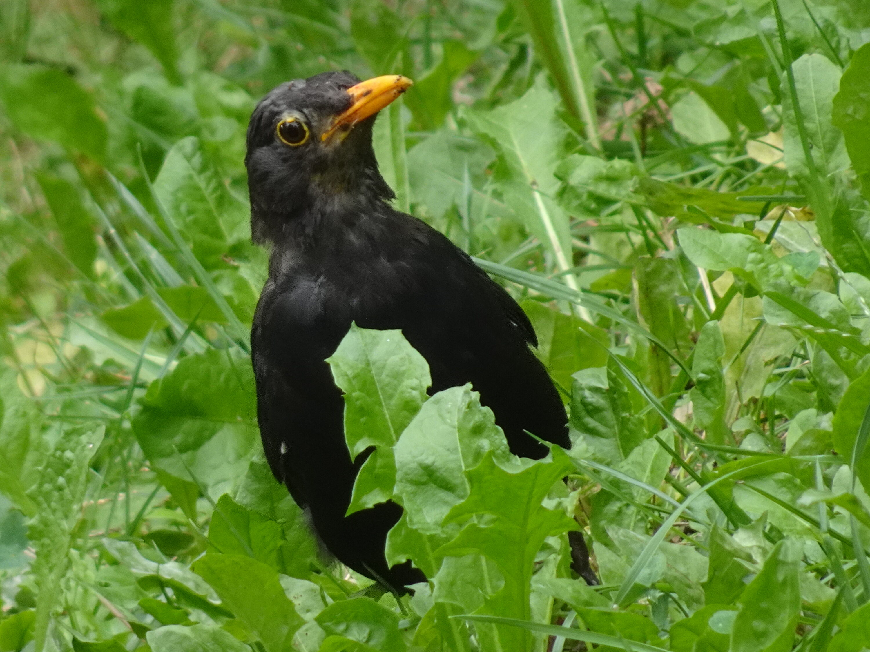 Eurasian blackbird in Italy