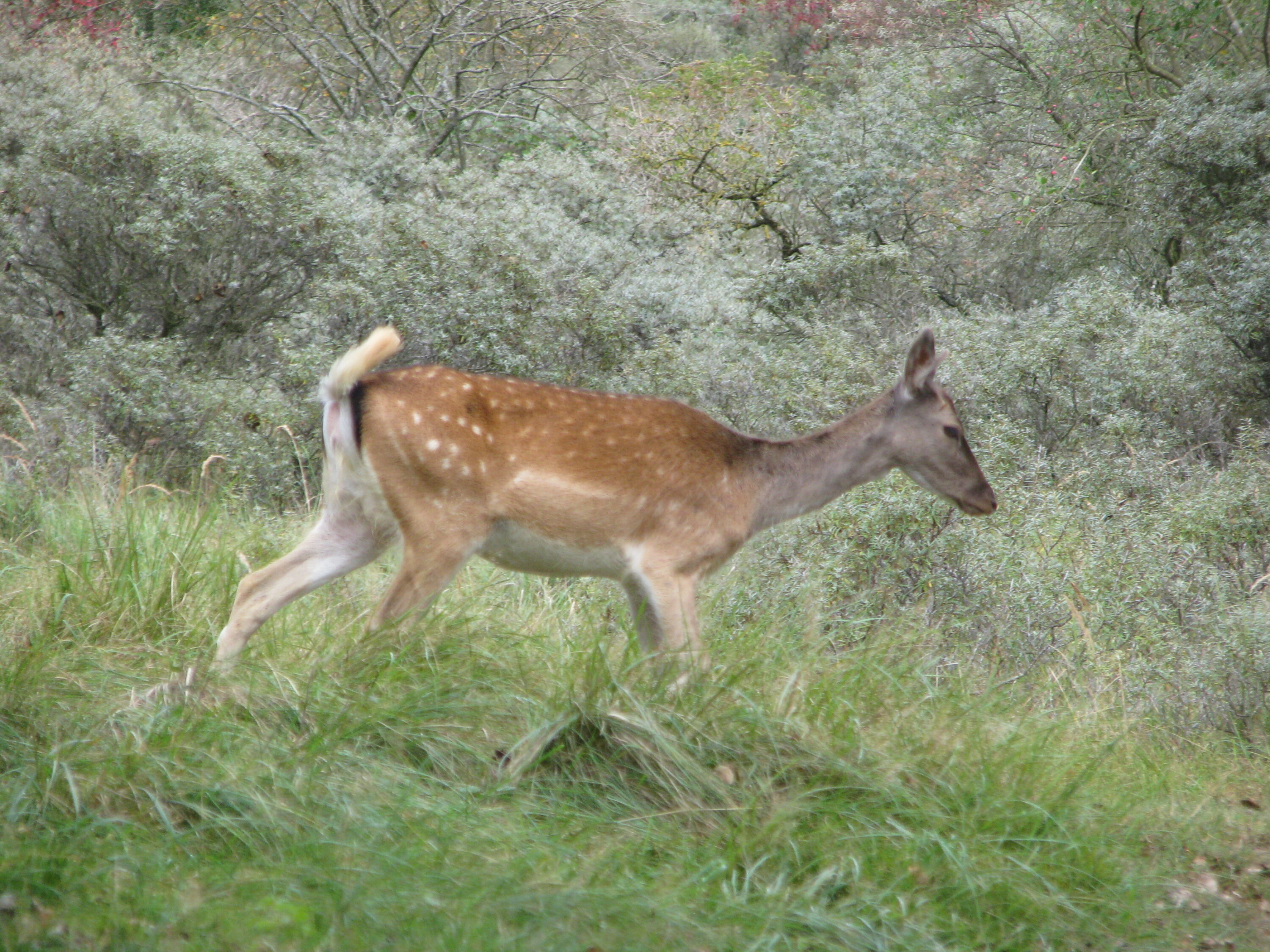 European fallow deer hind in Amsterdamse Waterleidingduinen