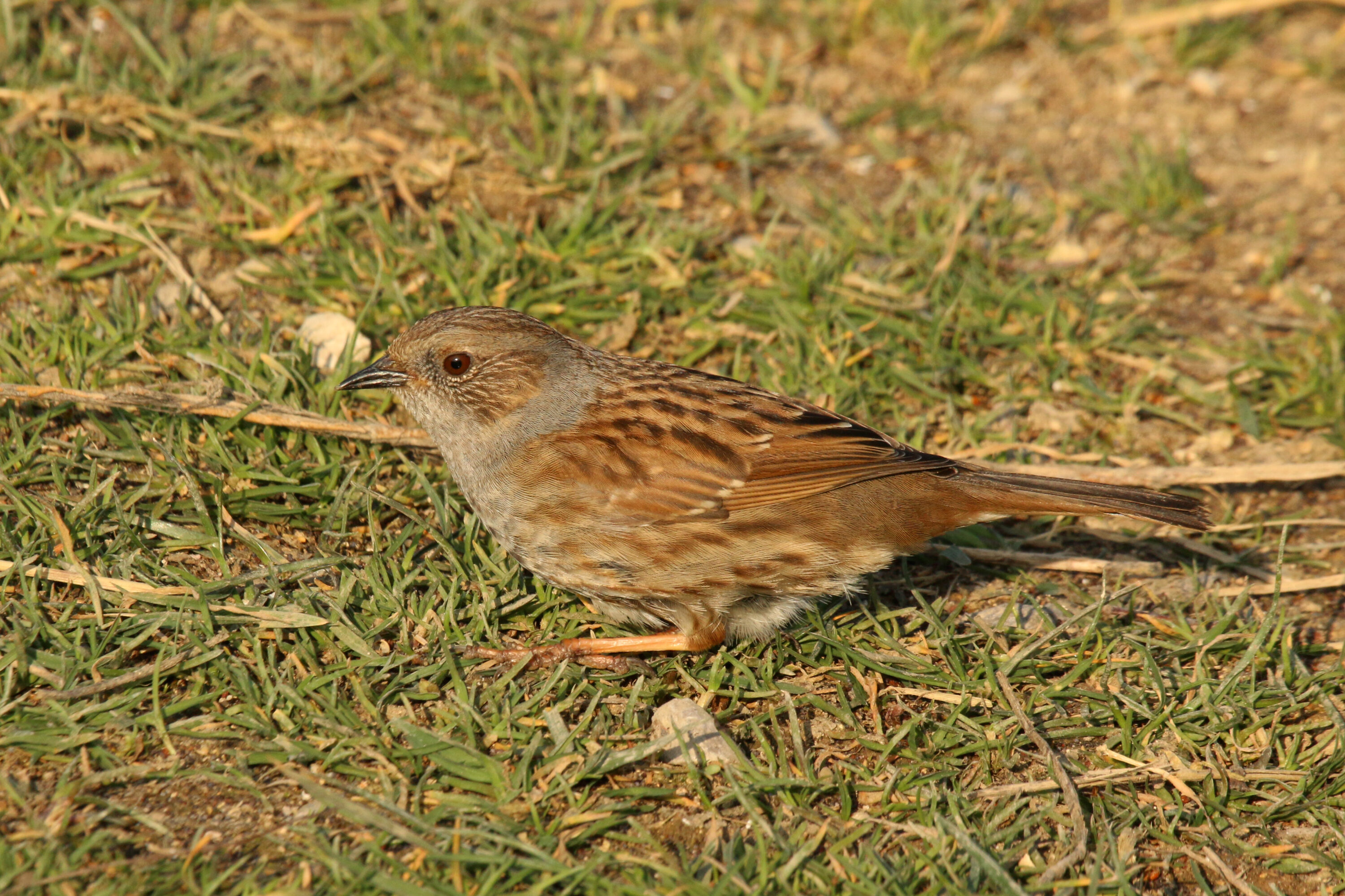 Dunnock perched at Otmoor RSPB Reserve