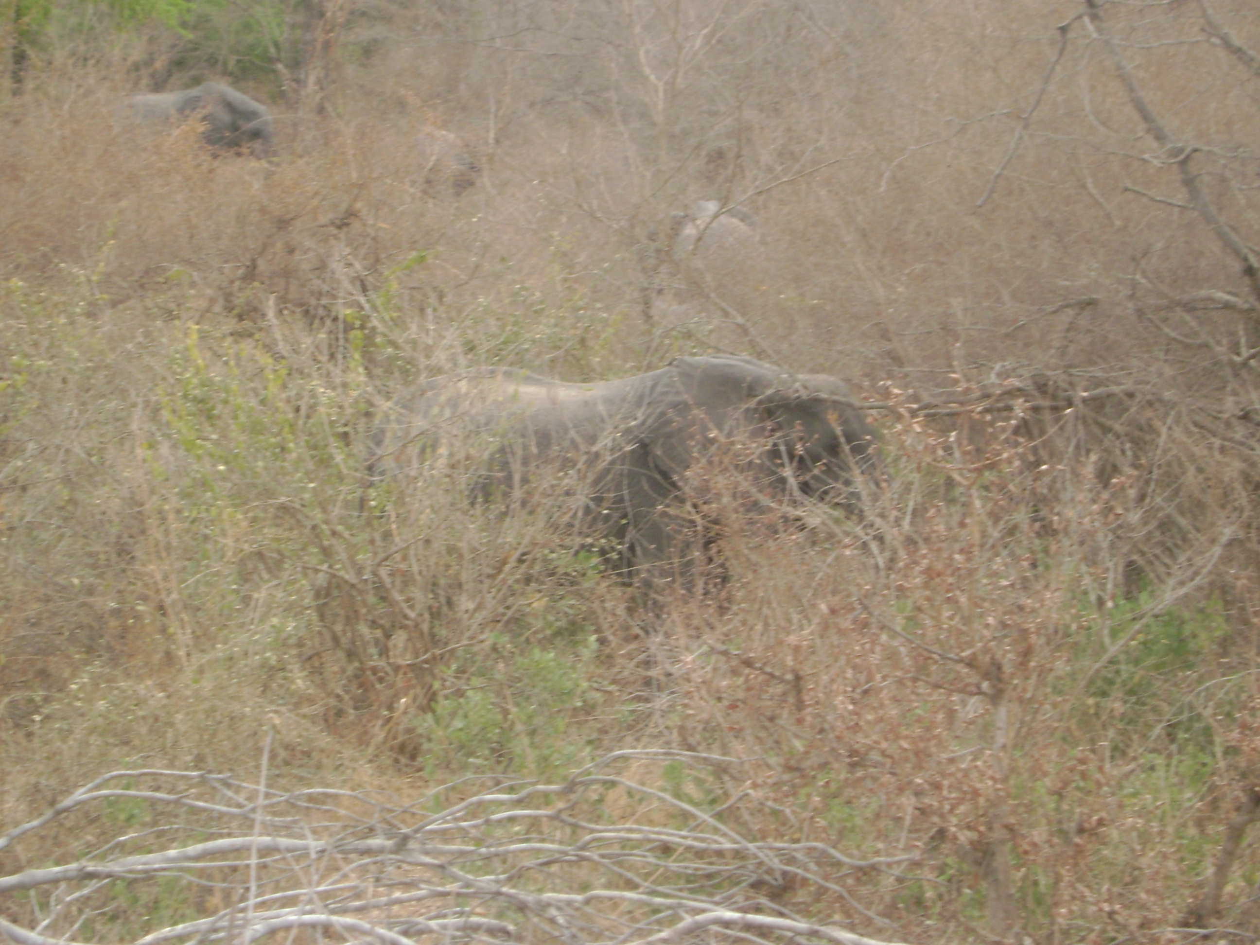 Wild savanna elephants standing in Yankari Game Reserve Nigeria