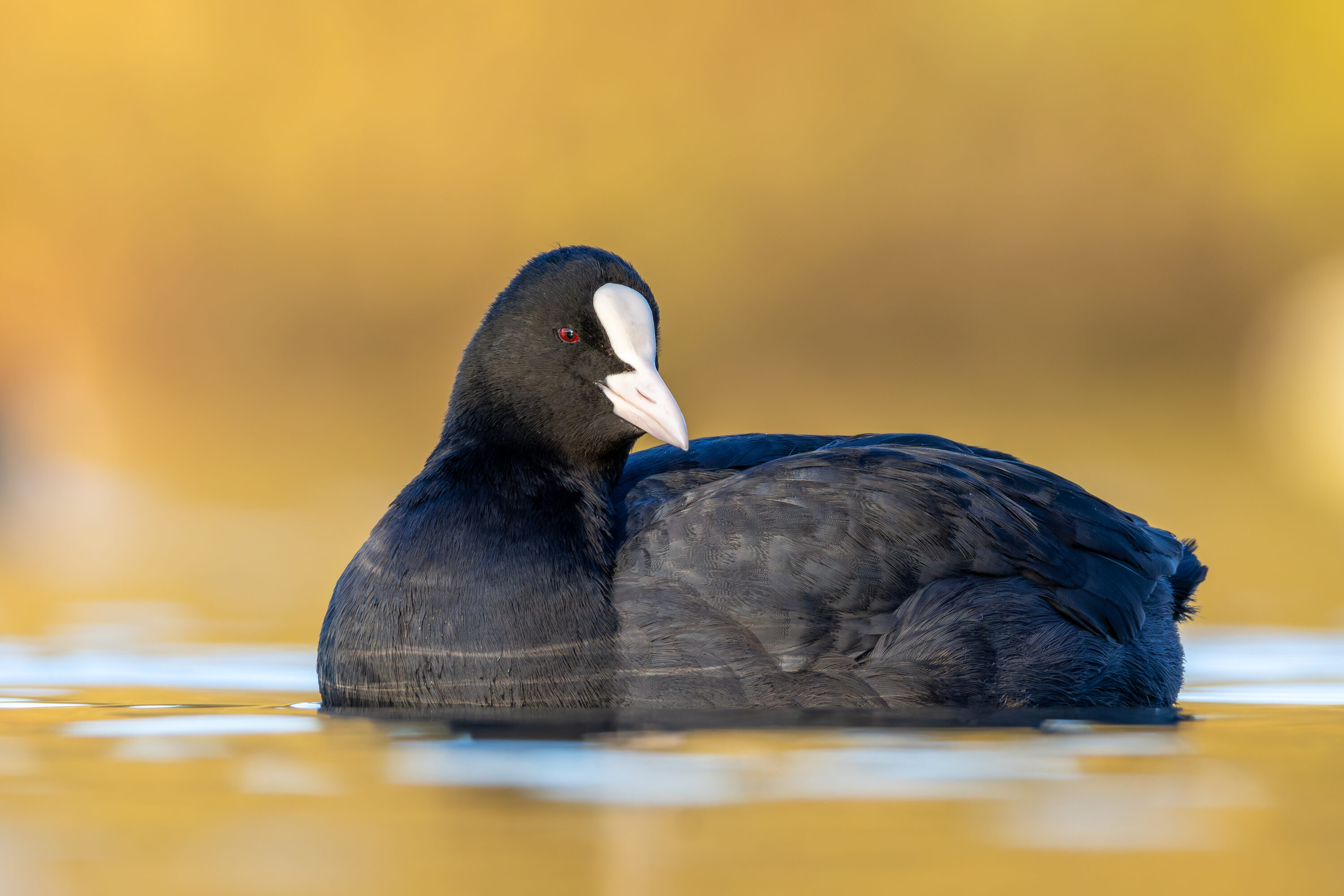 Eurasian coot swimming