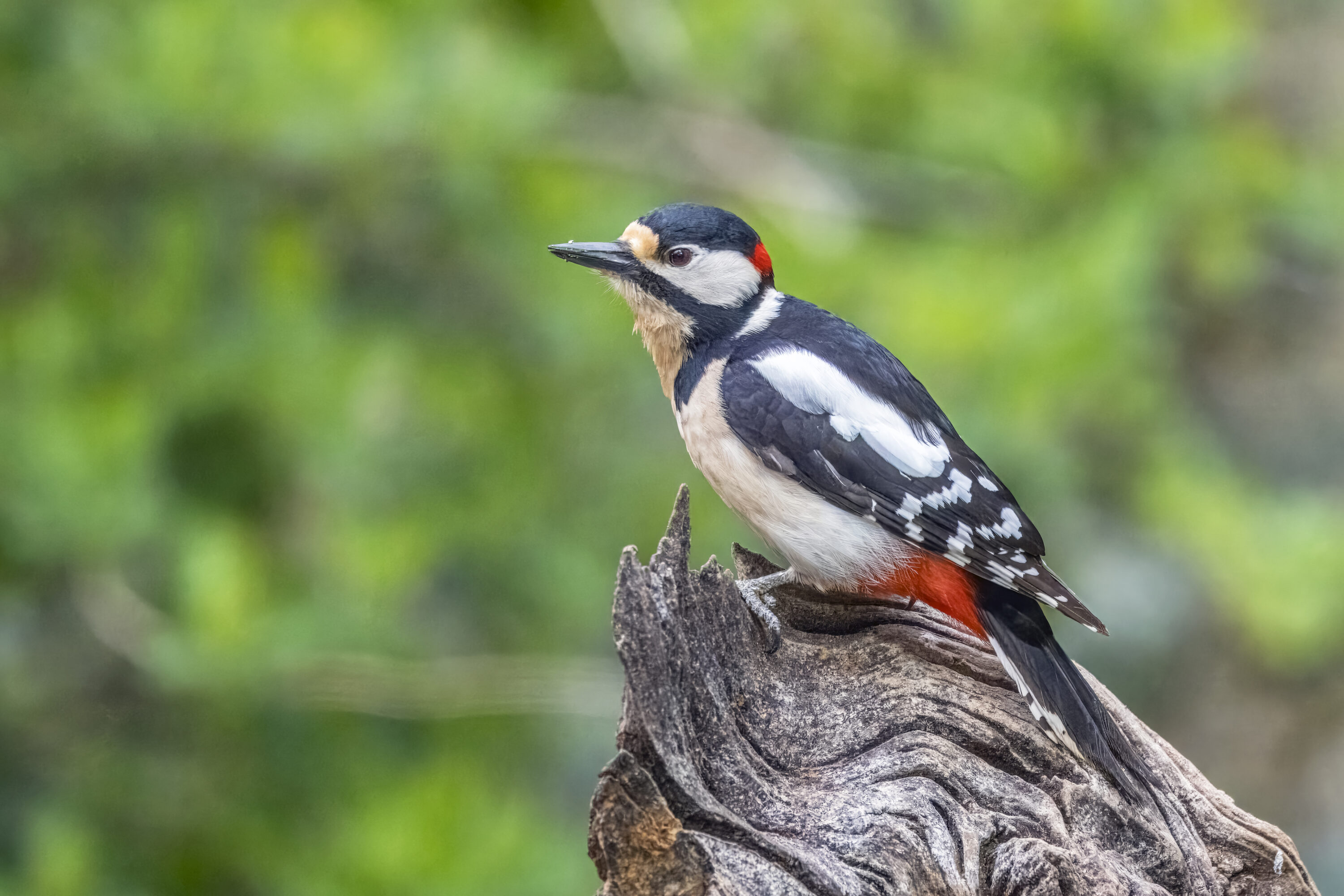Great Spotted Woodpecker male perched on a tree