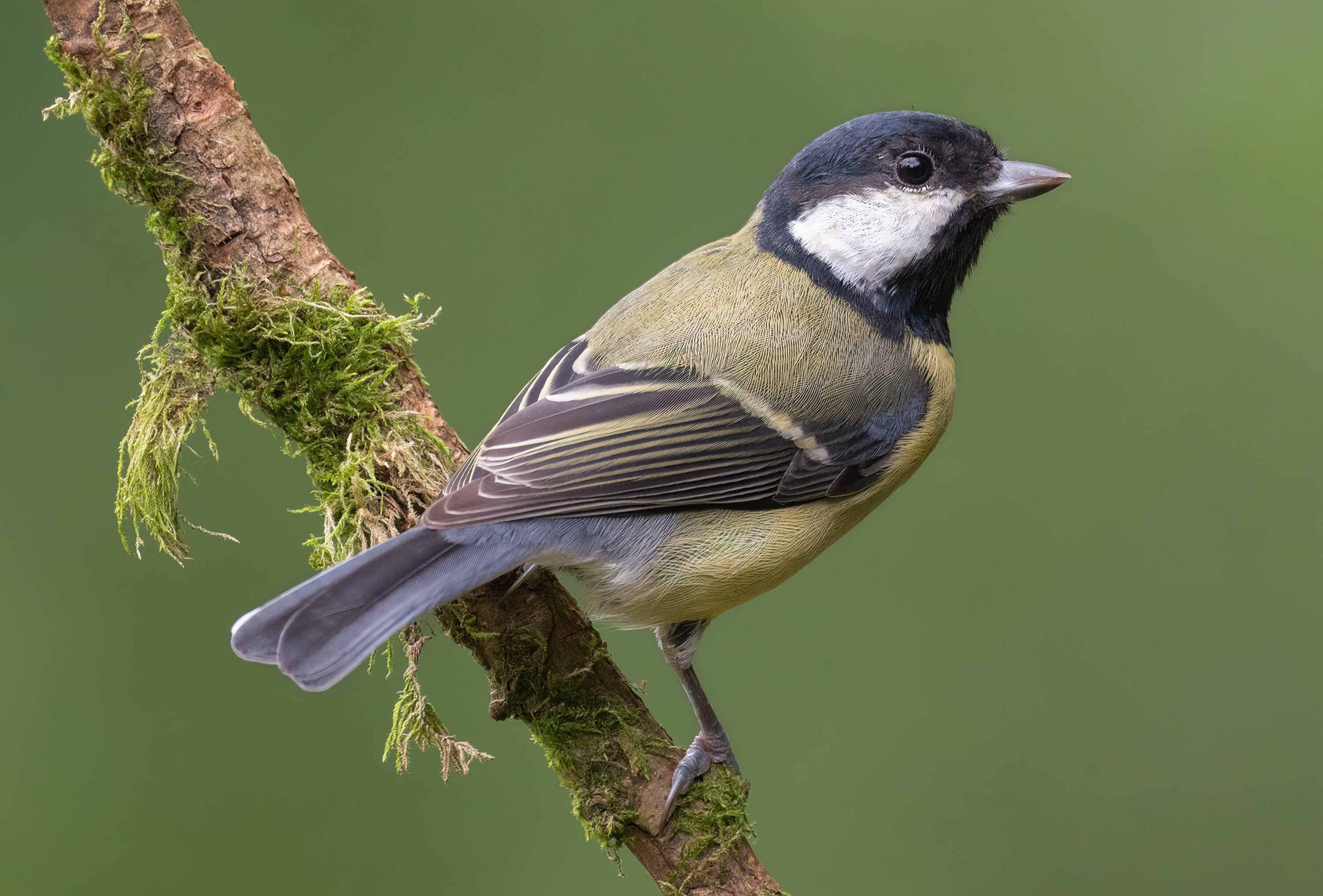 Great tit perched outdoors