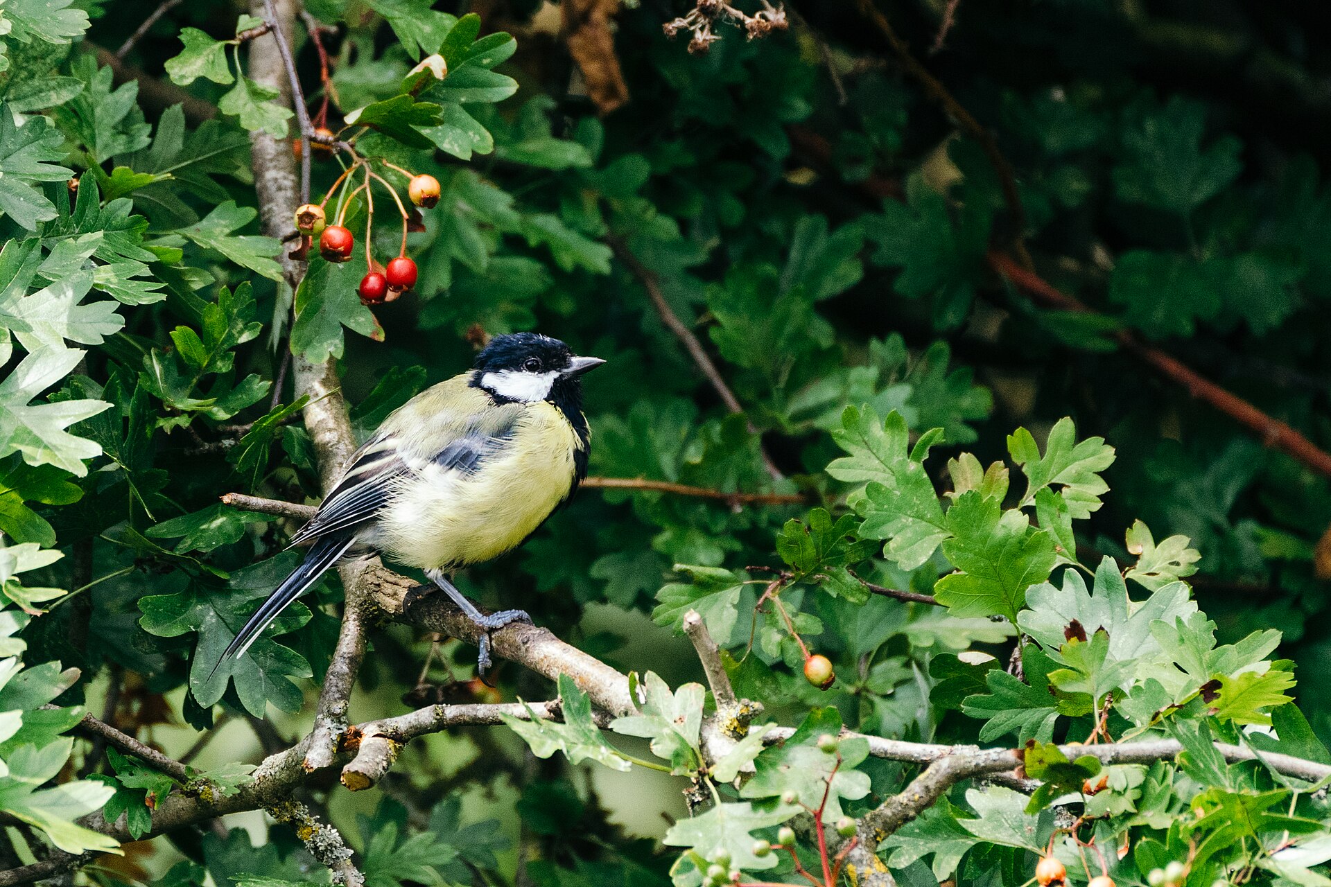 Wild Great Tit at Fairburn Ings nature reserve, July 2025