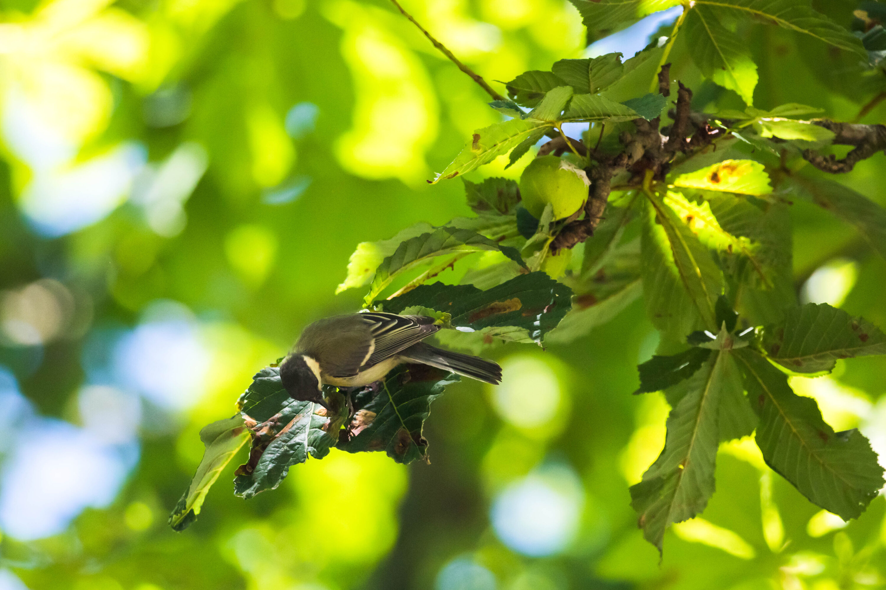 Great tit perched in a tree