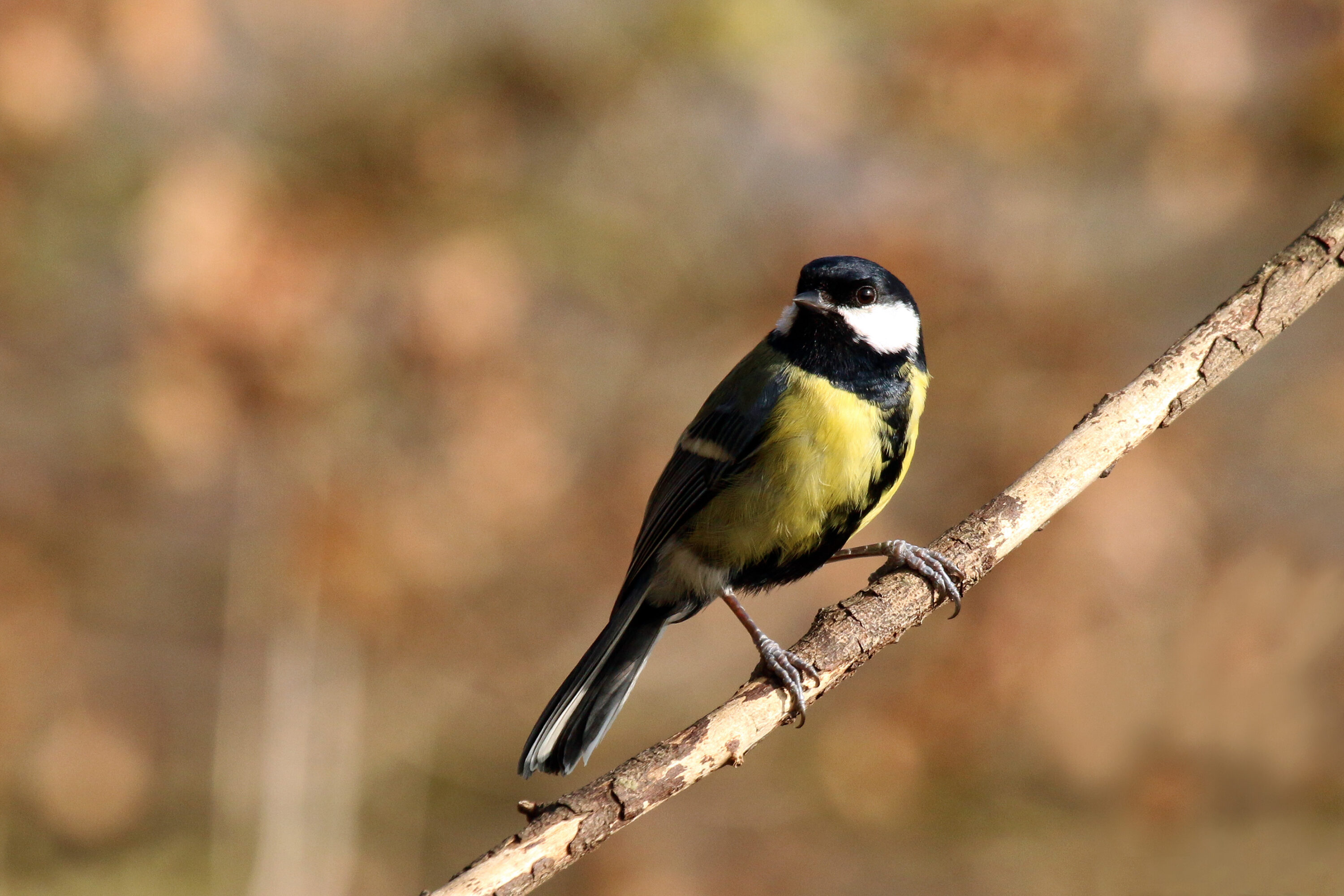 Sharp detailed photograph of a wild male great tit in natural habitat