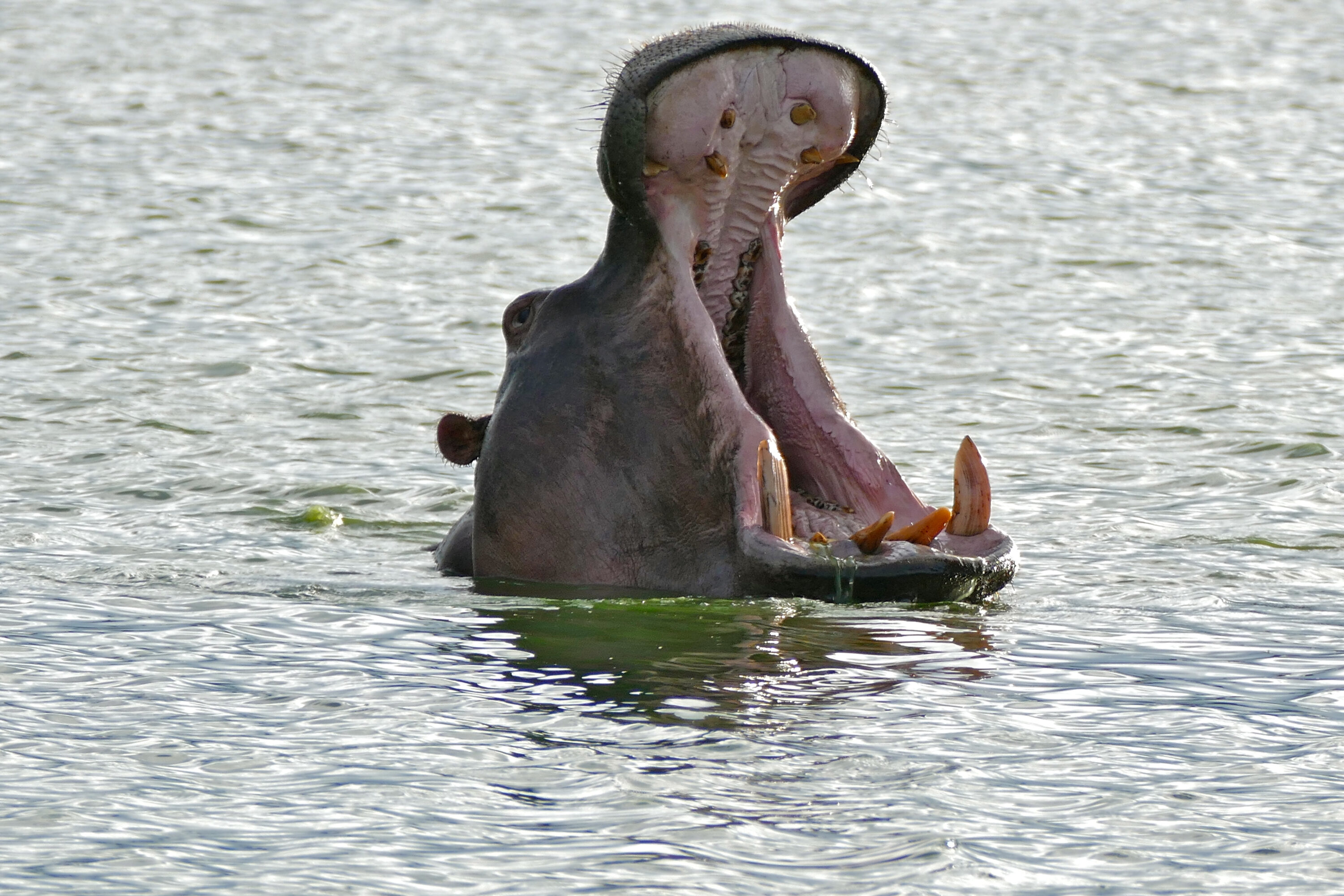 Wild hippopotamus with mouth wide open while standing in water at Kruger National Park, South Africa