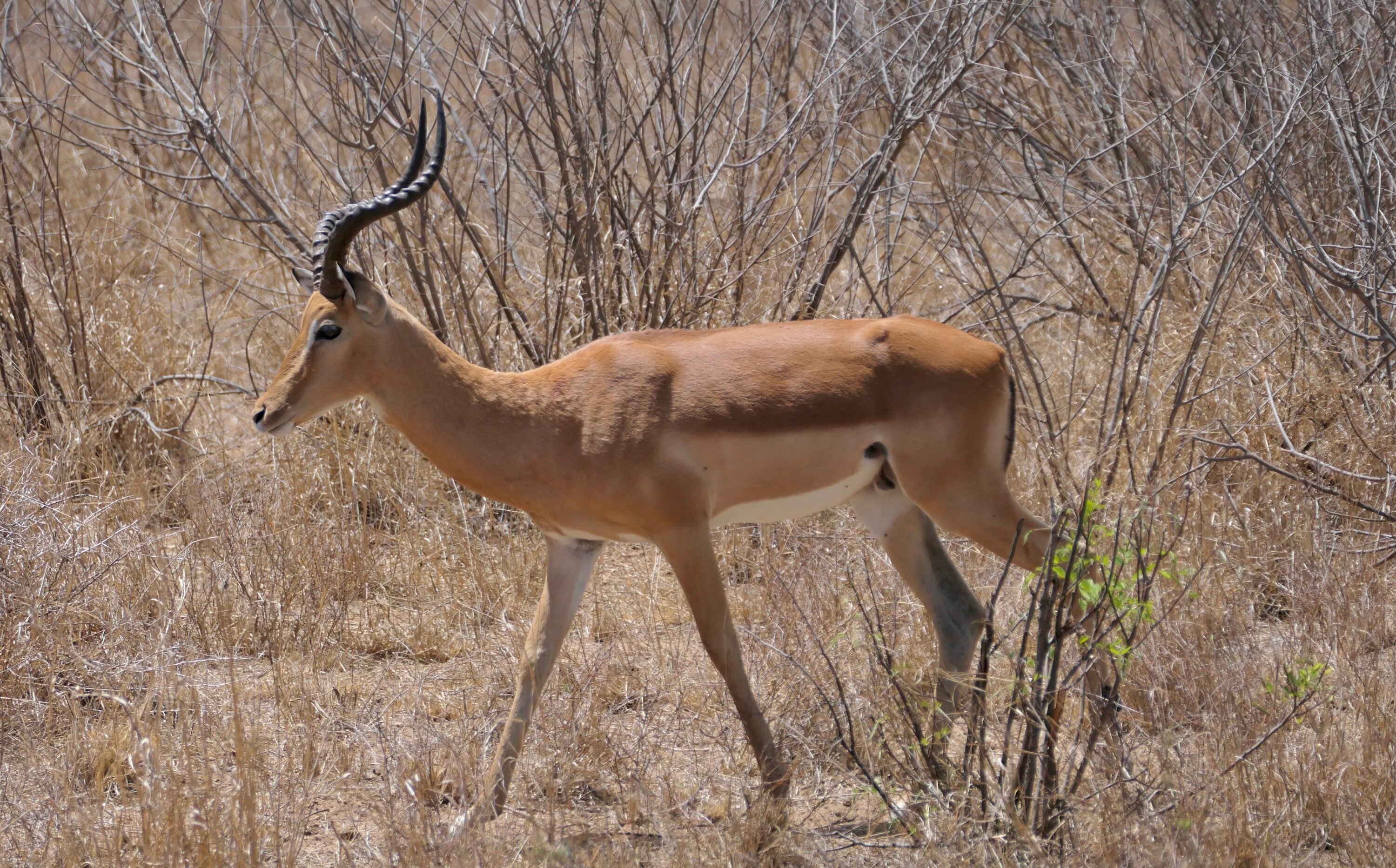 Wild male impala in Kruger National Park, South Africa