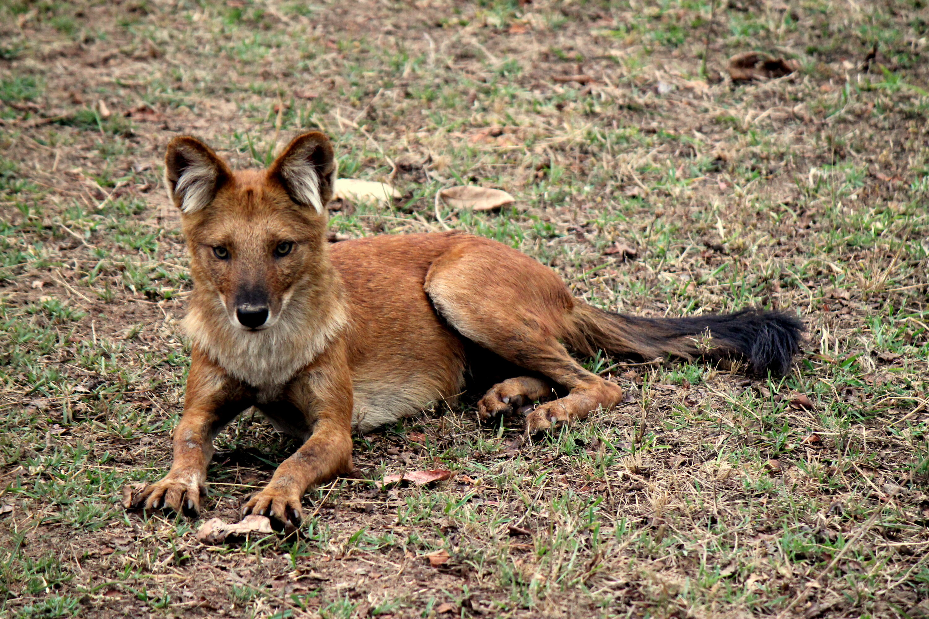 Wild dhole standing clearly visible in natural surroundings