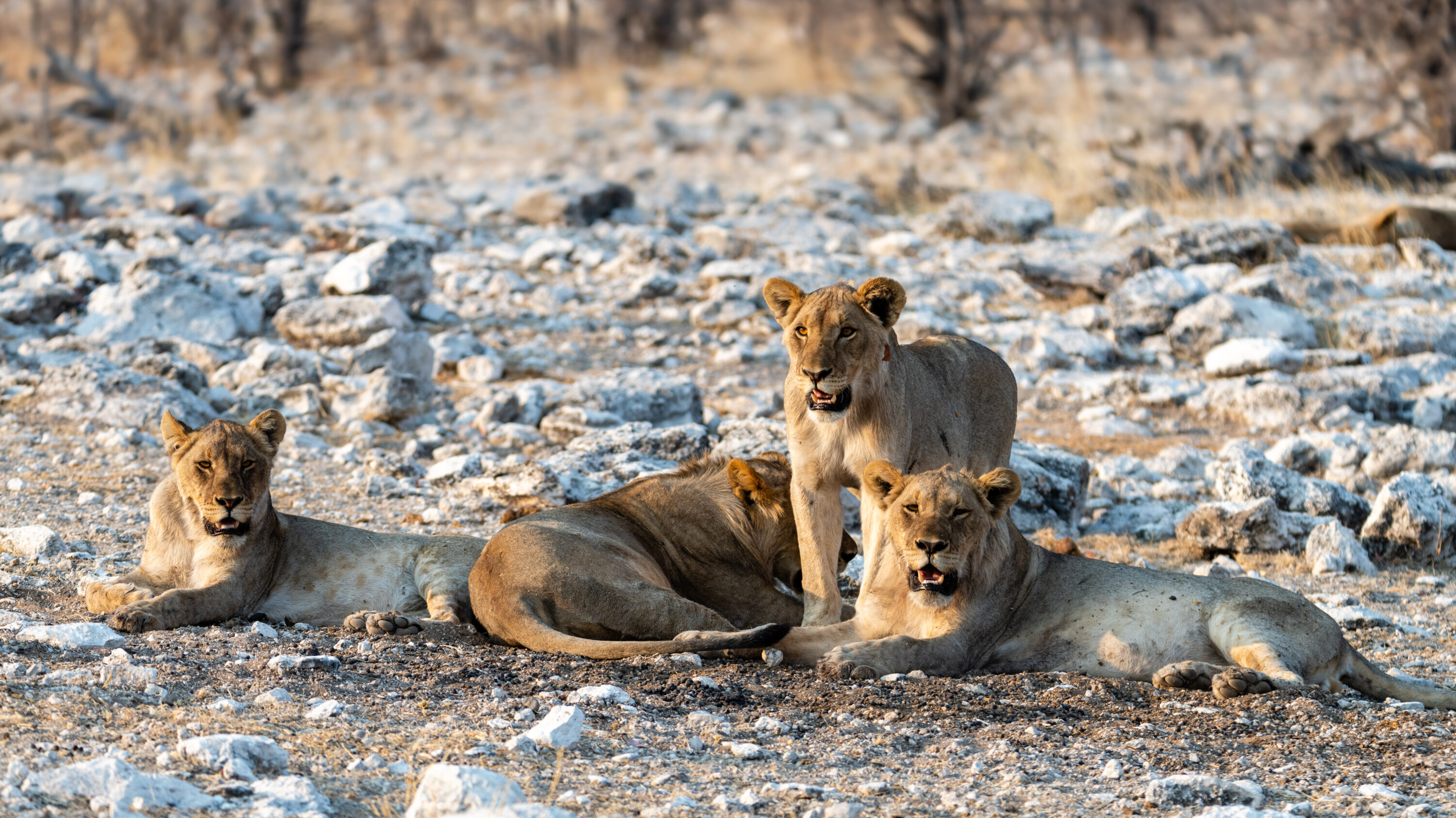 African lions in Etosha National Park, Namibia