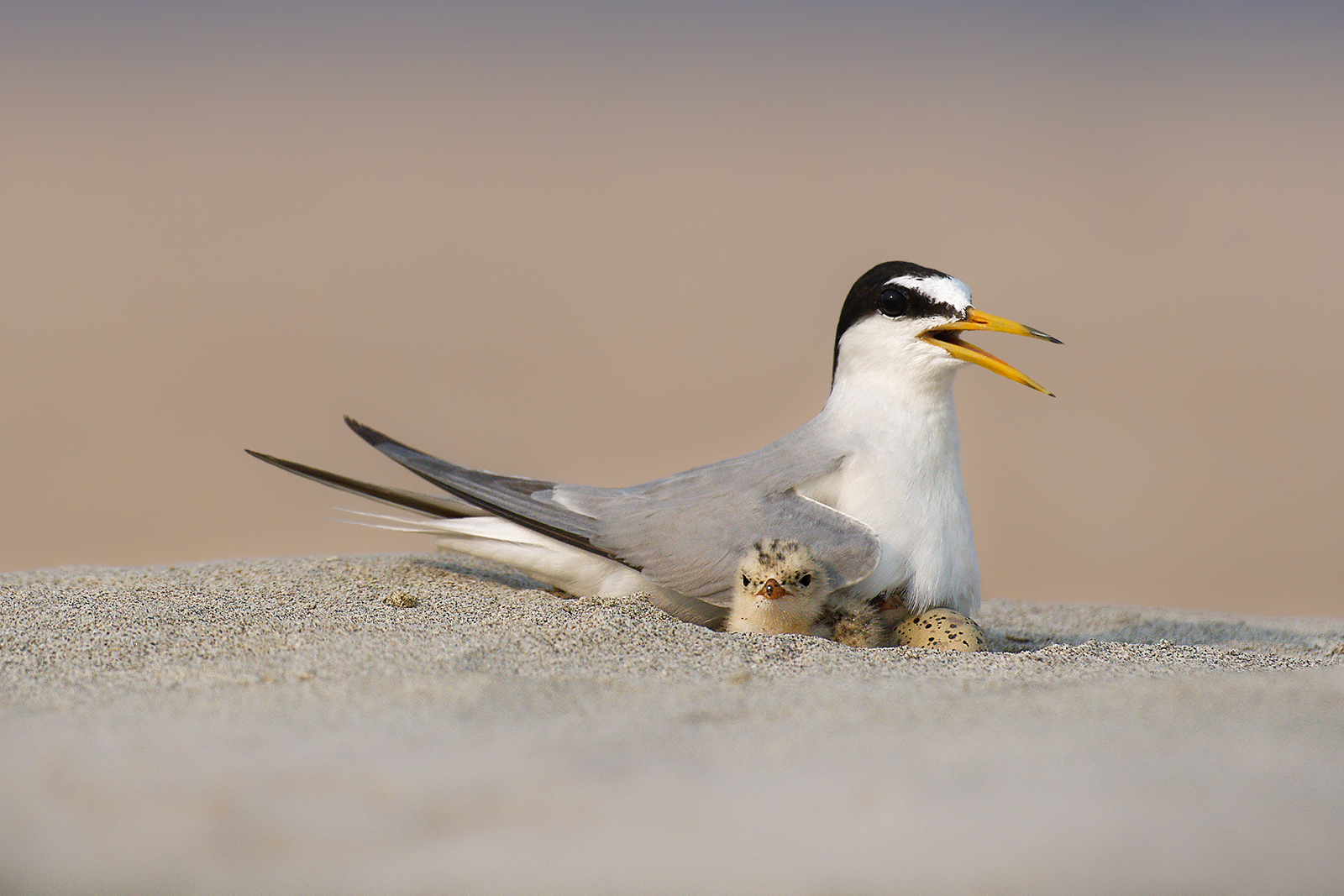 Little tern brooding a chick and two eggs in a sandy nest