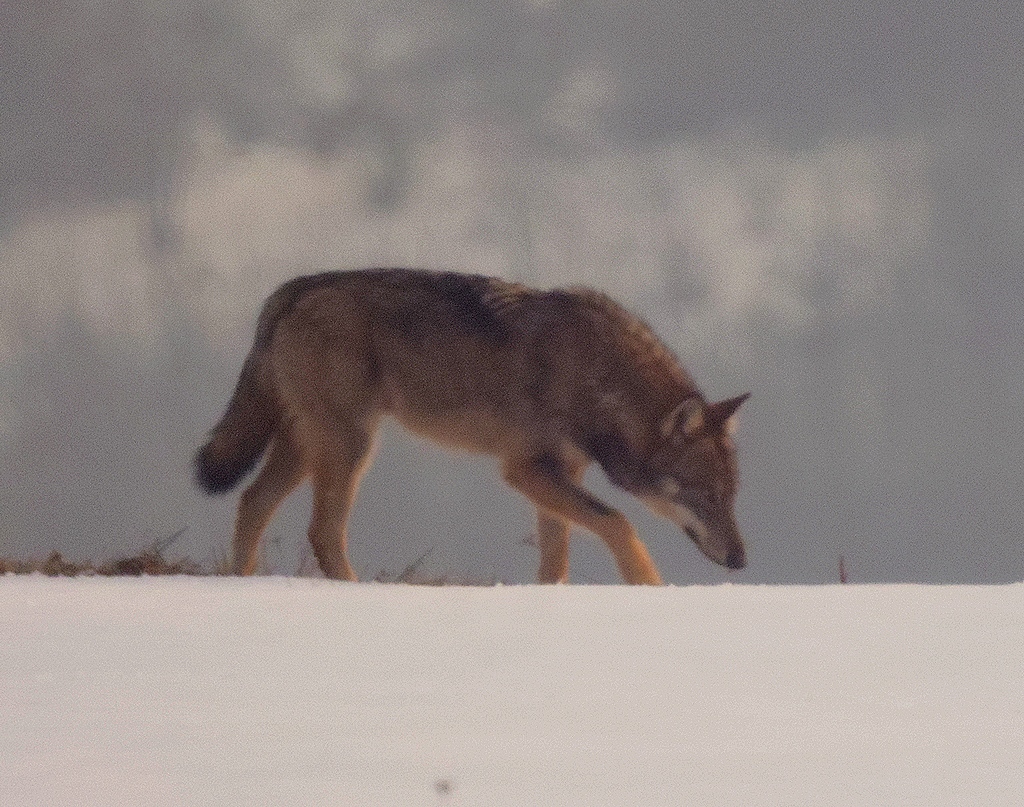 Wolf in Bologna Italy