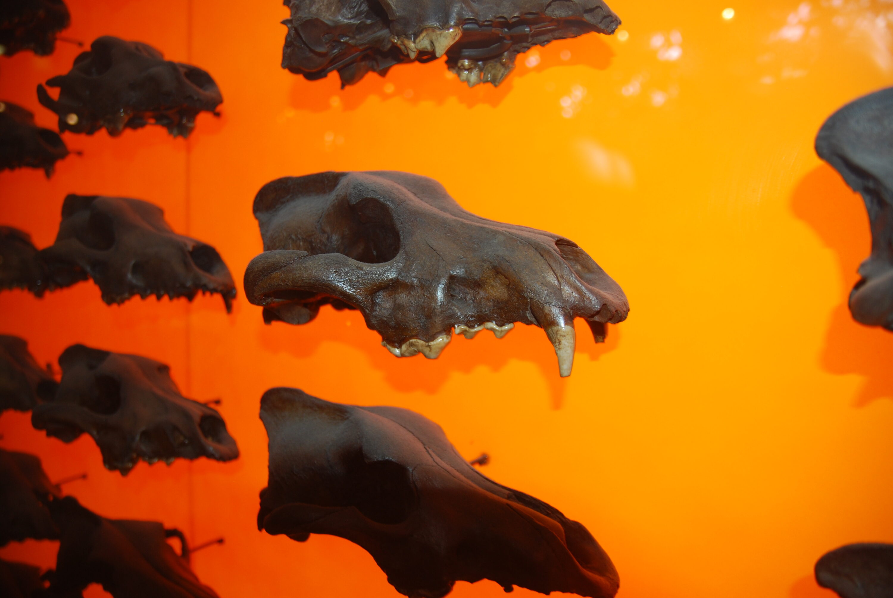 Recovered fossil dire wolf skulls from La Brea Tar Pits displayed in a museum