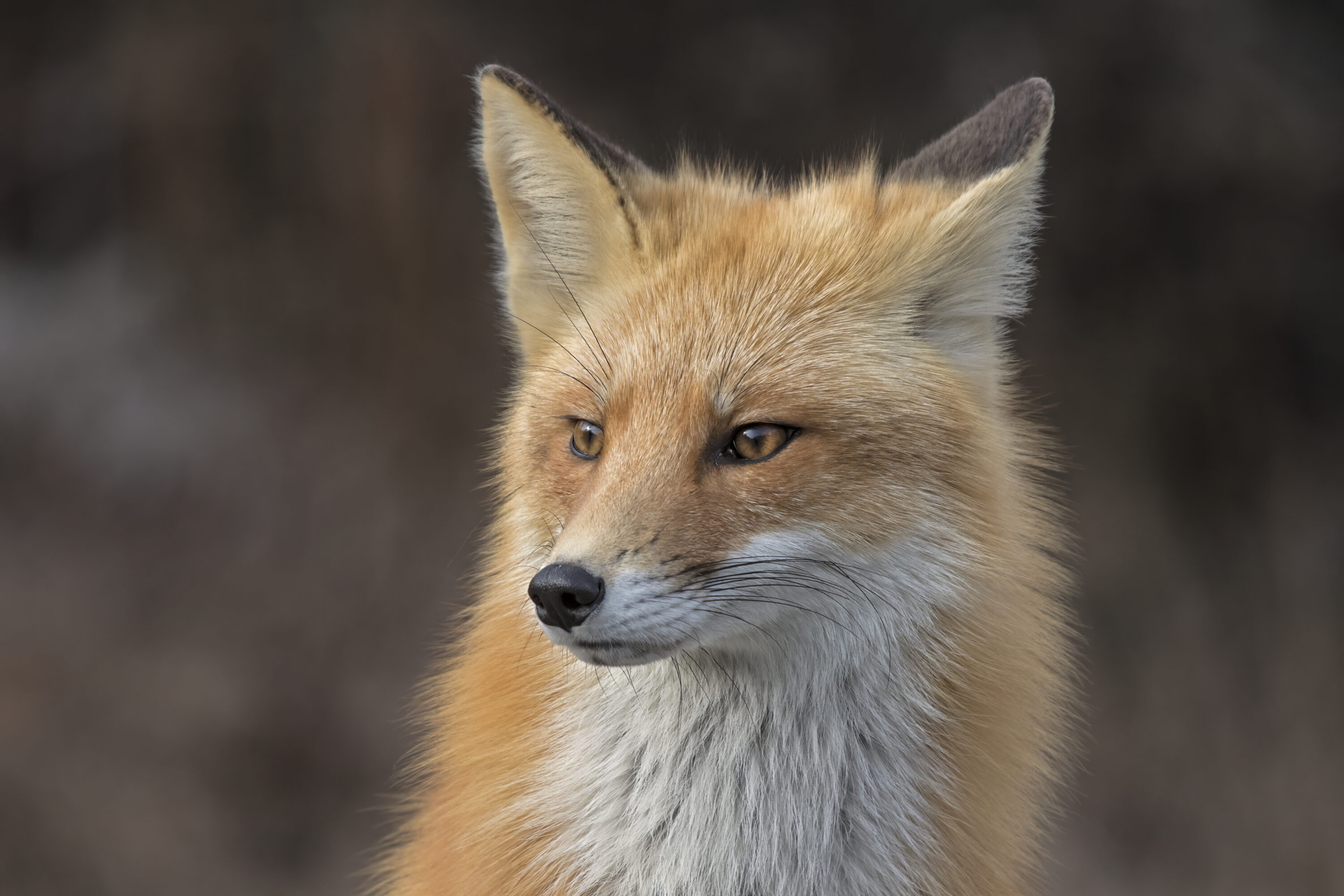 Clearly visible red fox in natural habitat