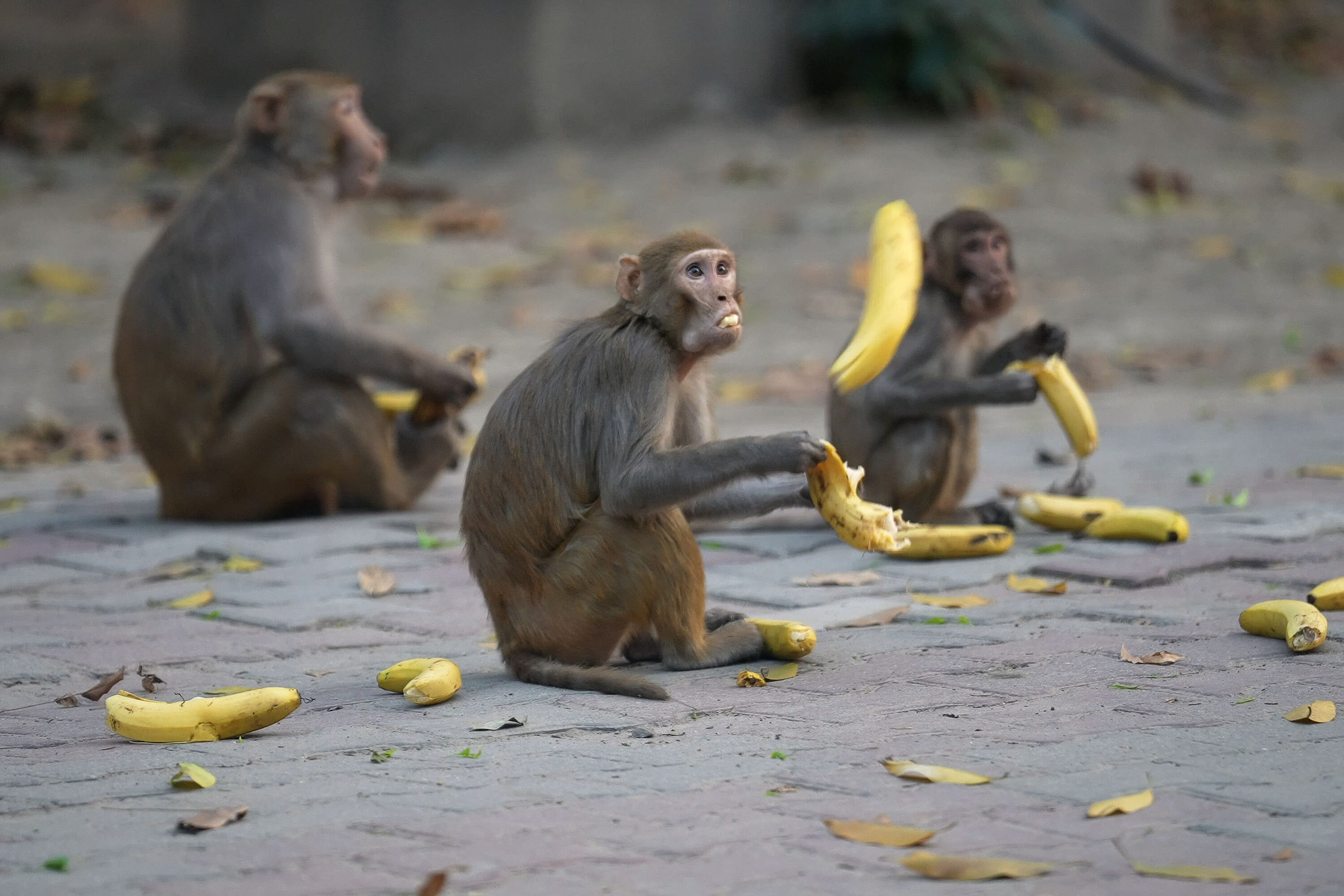Rhesus macaques in New Delhi