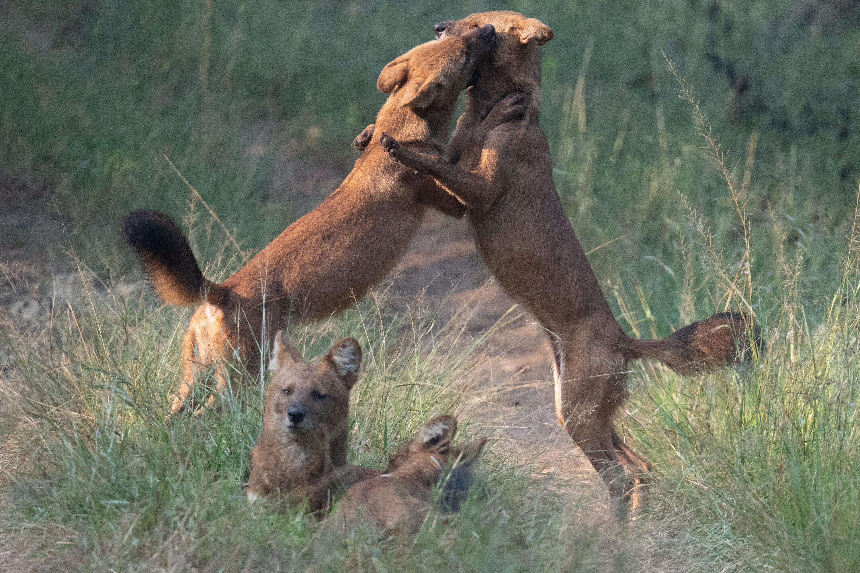 Wild dholes standing in Bandipur National Park, India