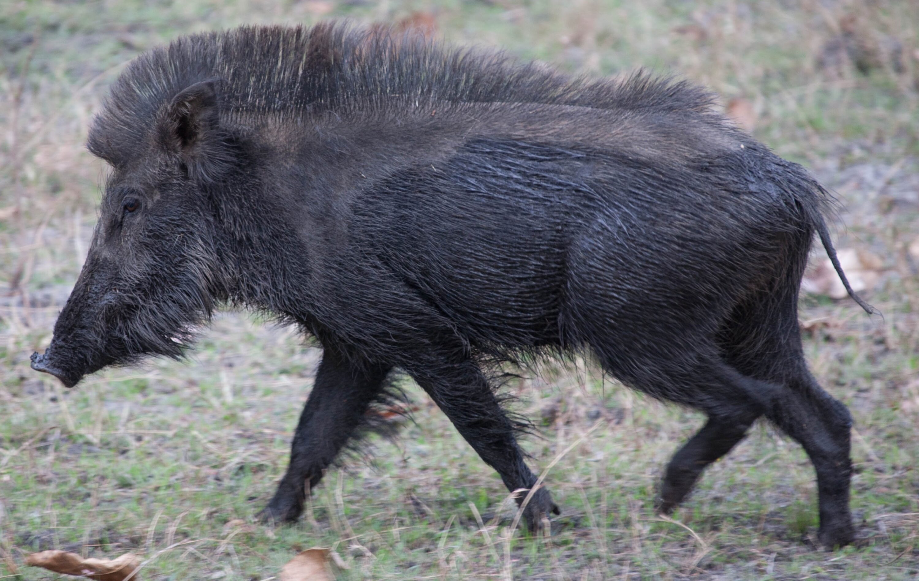 Indian wild boar in natural habitat