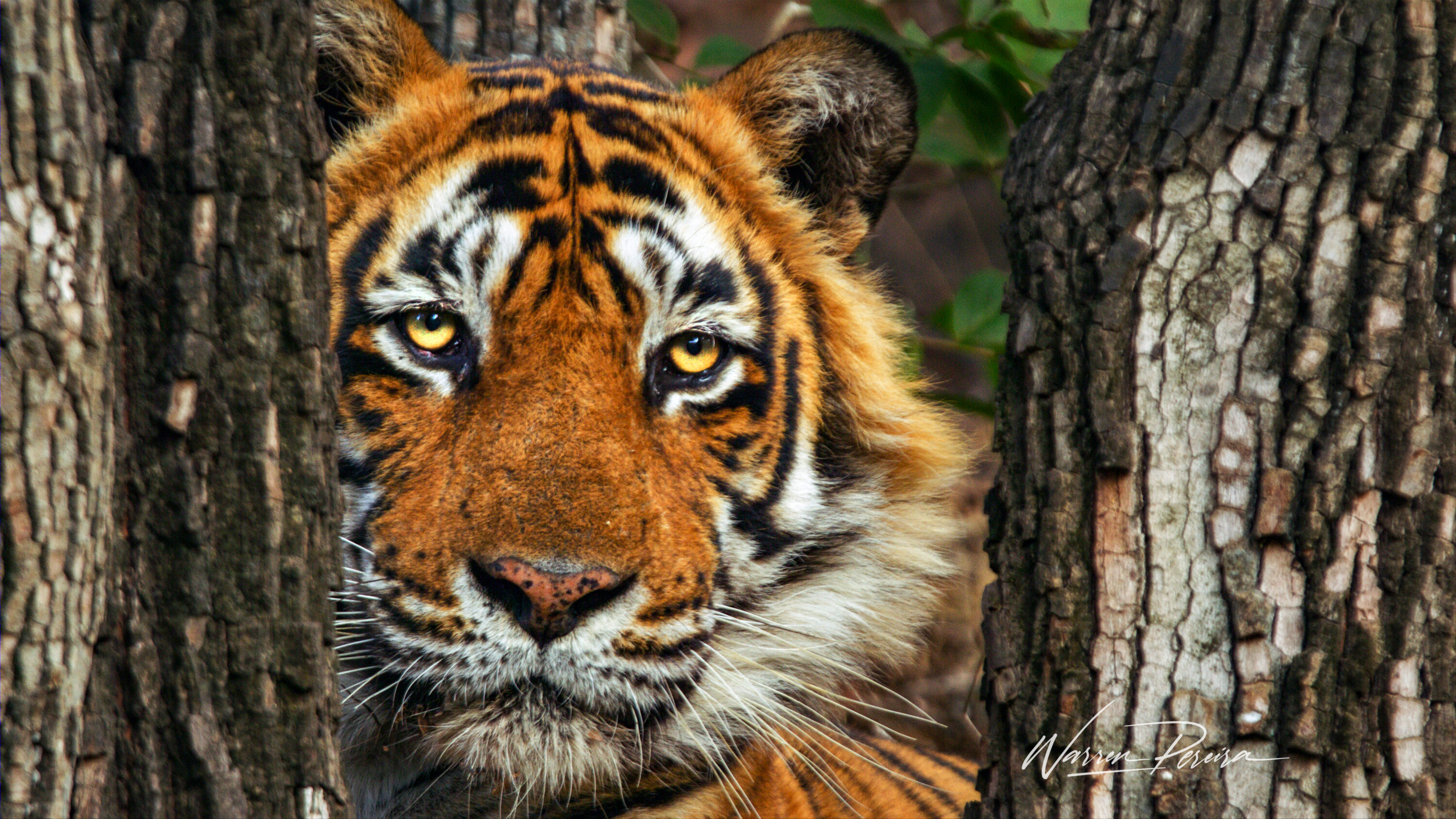 Wild tiger in Ranthambore Tiger Reserve