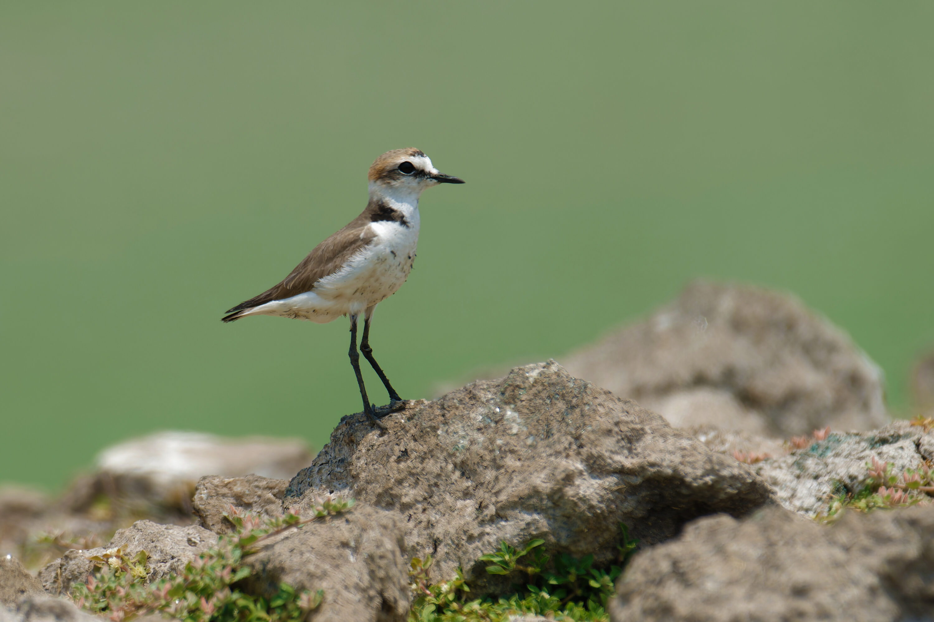 Kentish plover standing visibly in coastal habitat