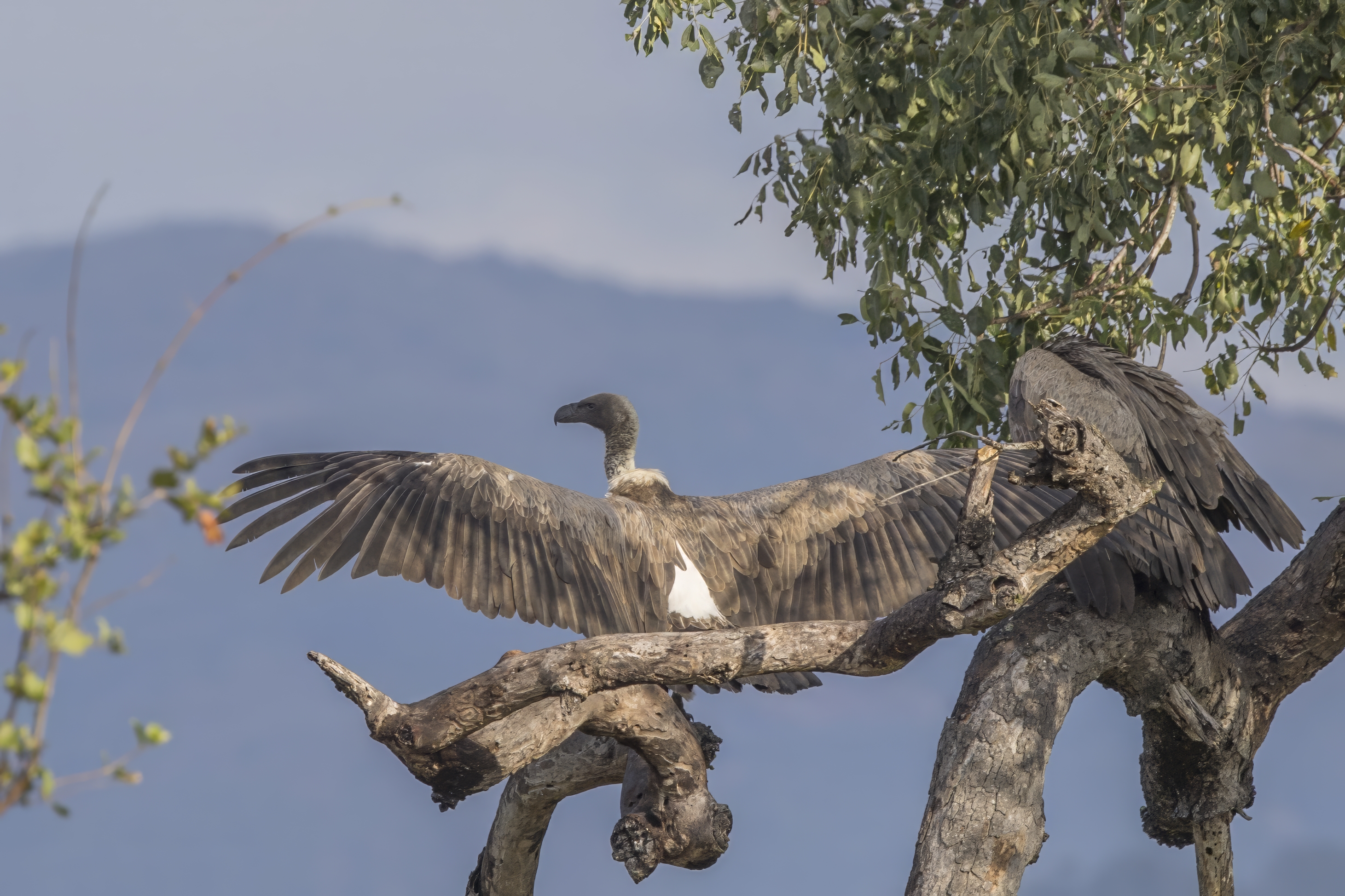 African white-backed vulture clearly visible in profile