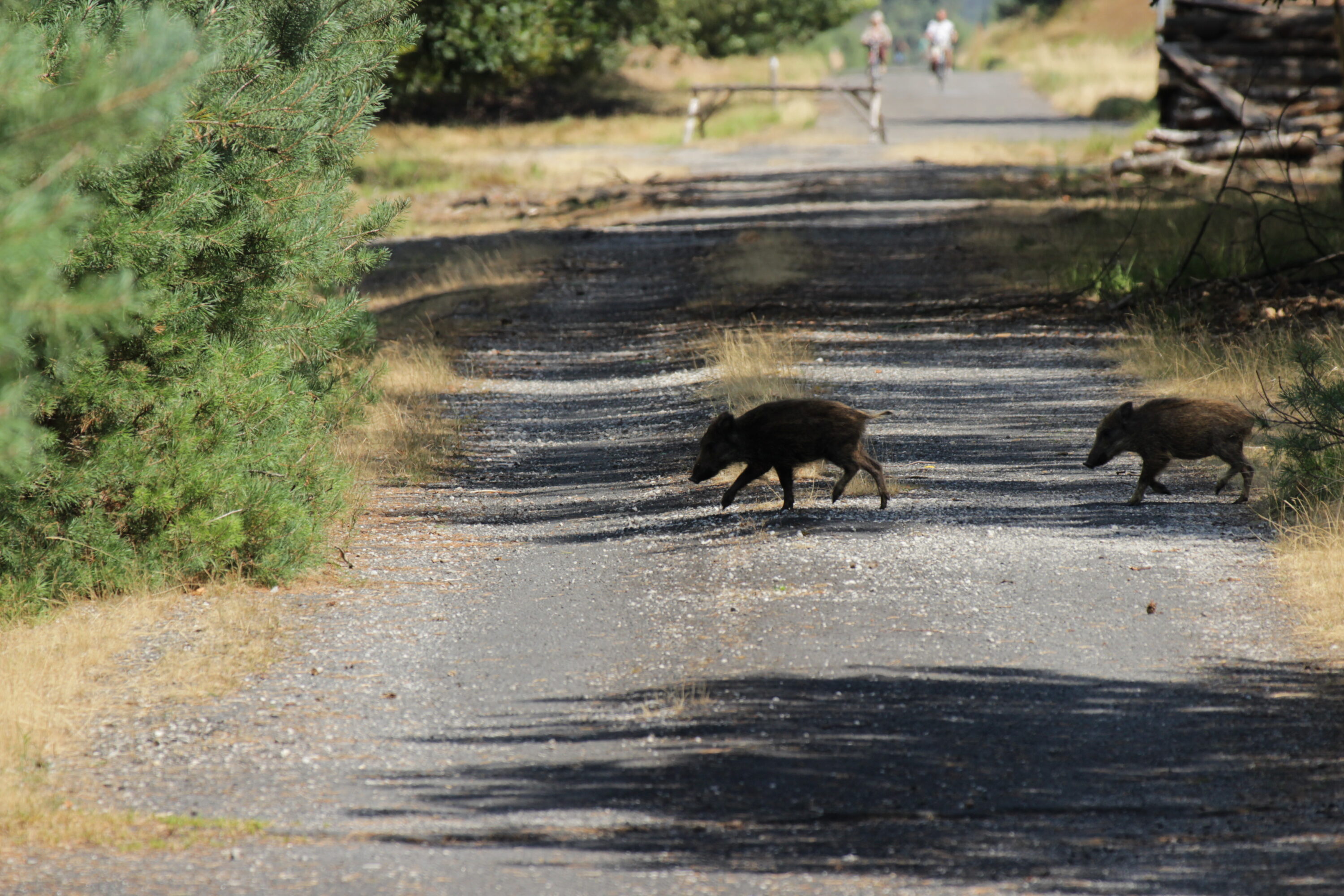 Two wild boars crossing a forest road