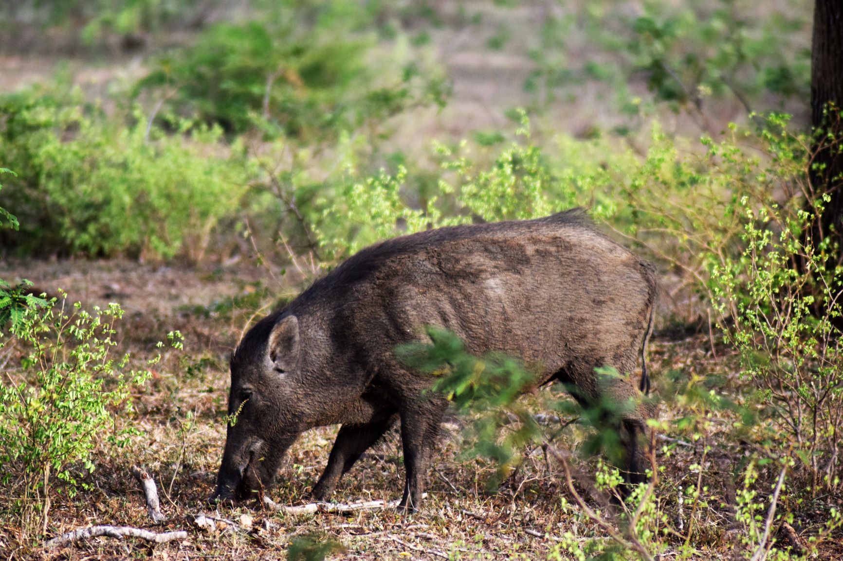 Wild boar in Yala National Park, Sri Lanka